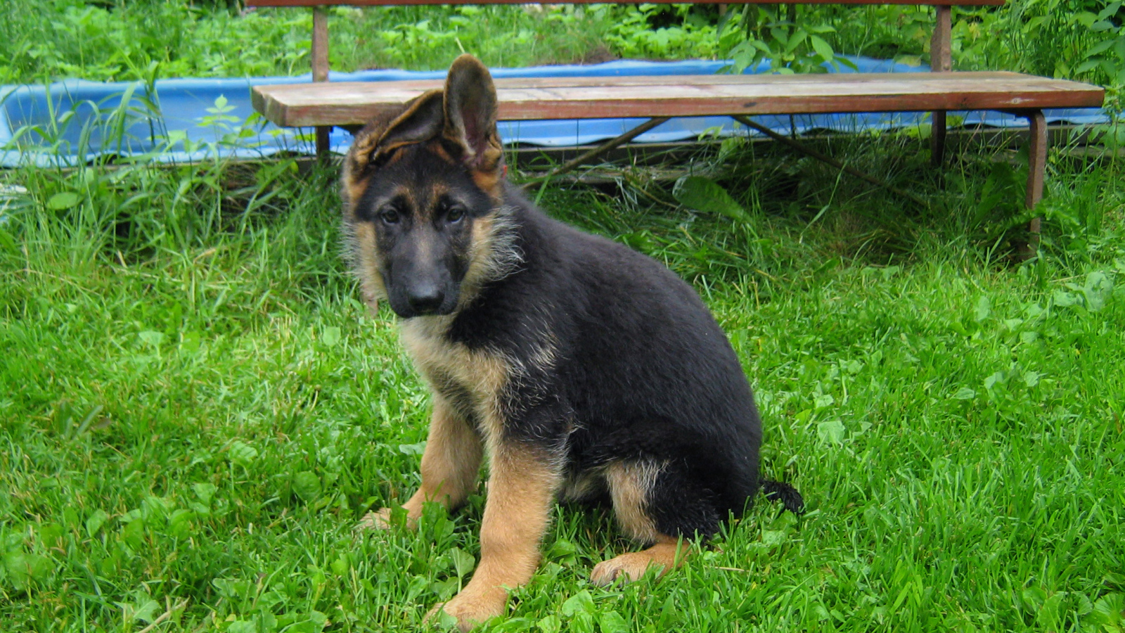 Щенок немецкой овчарки у скамейки
