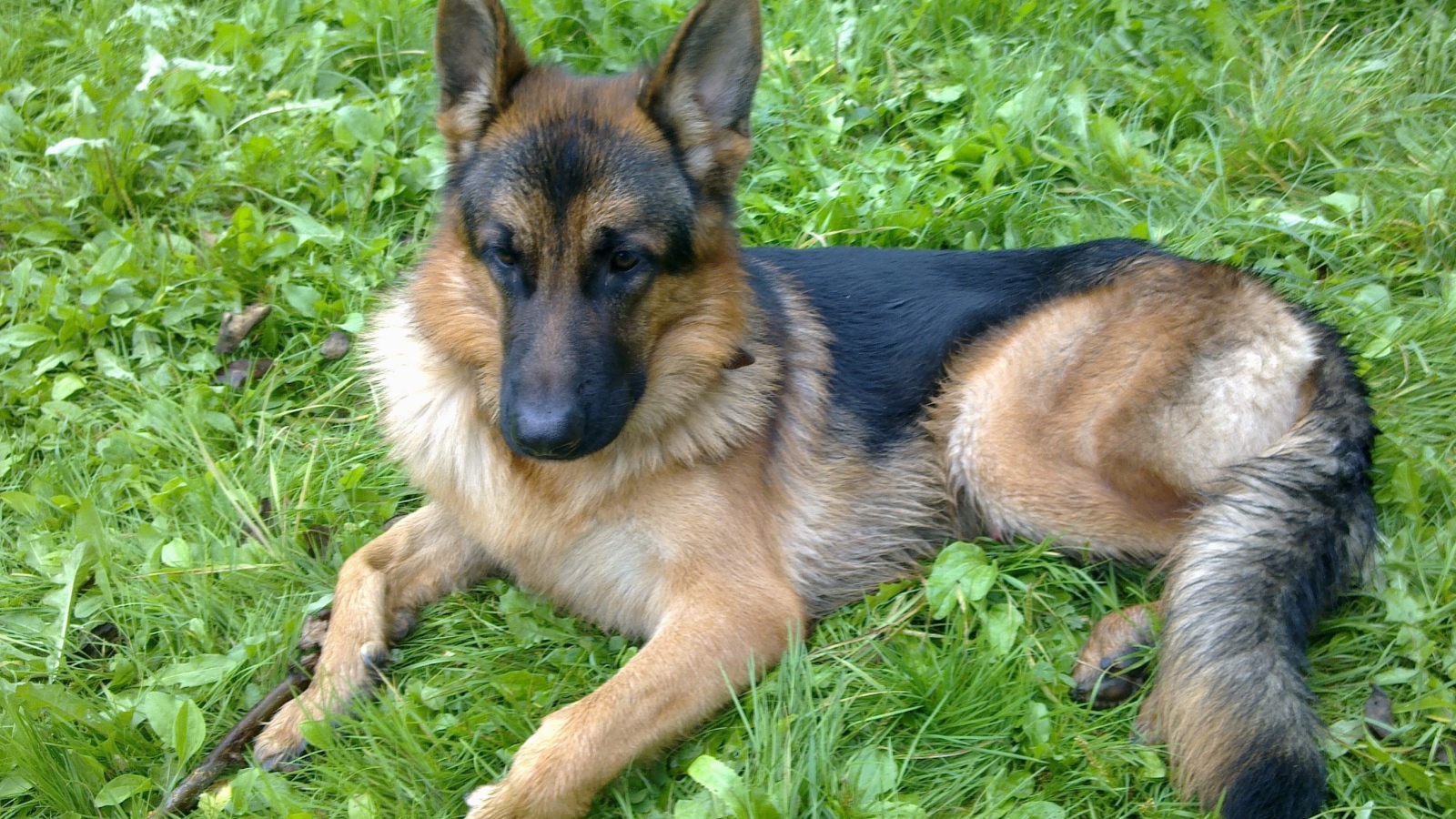 Немецкая овчарка отдыхает на траве