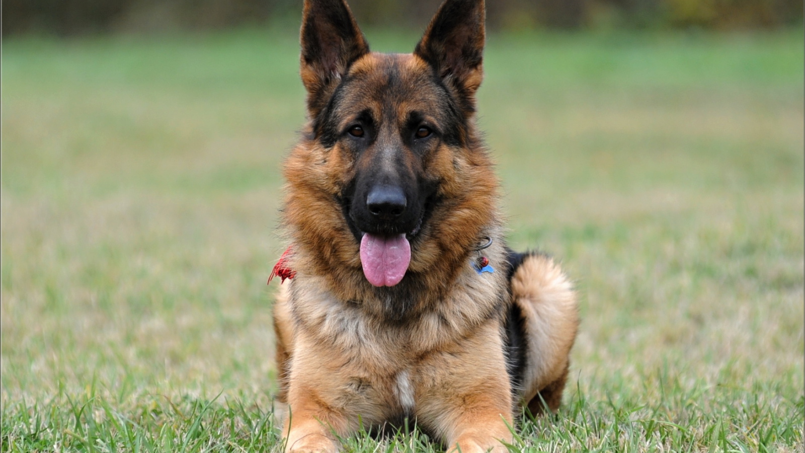 Немецкая овчарка навострила уши