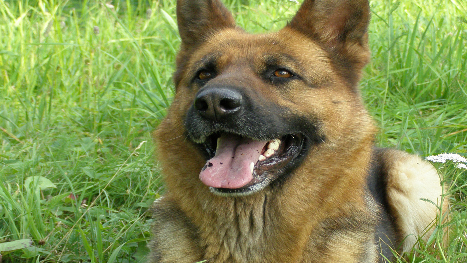 Немецкая овчарка улыбается