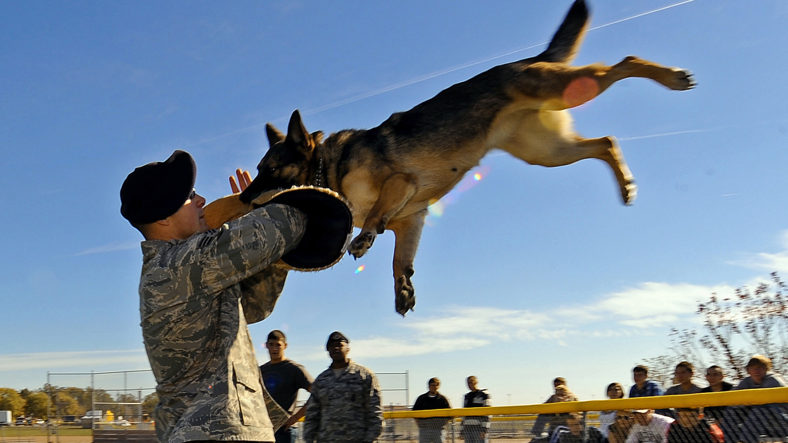Немецкая овчарка на службе