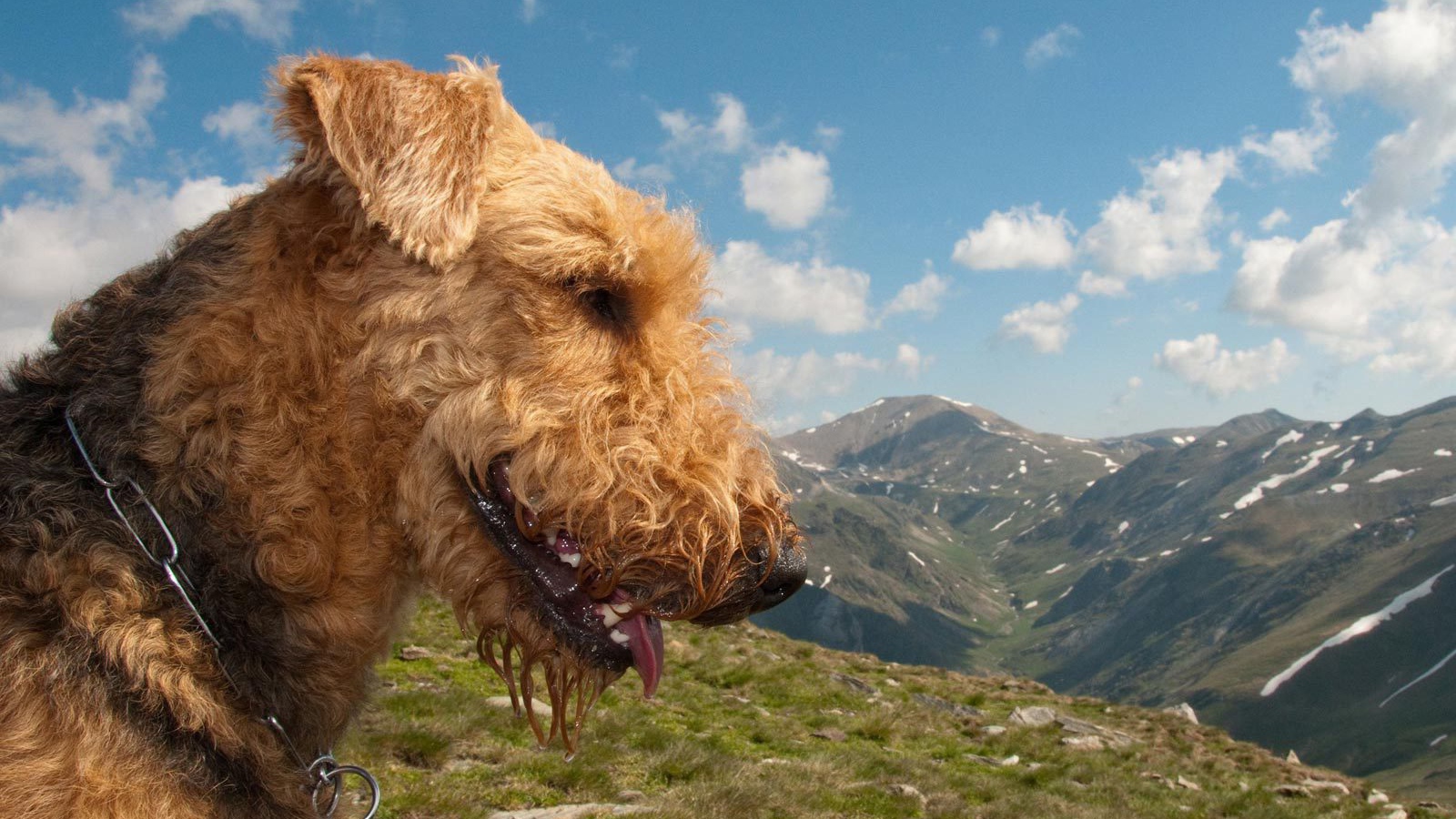 Довольный эрдельтерьер в горах