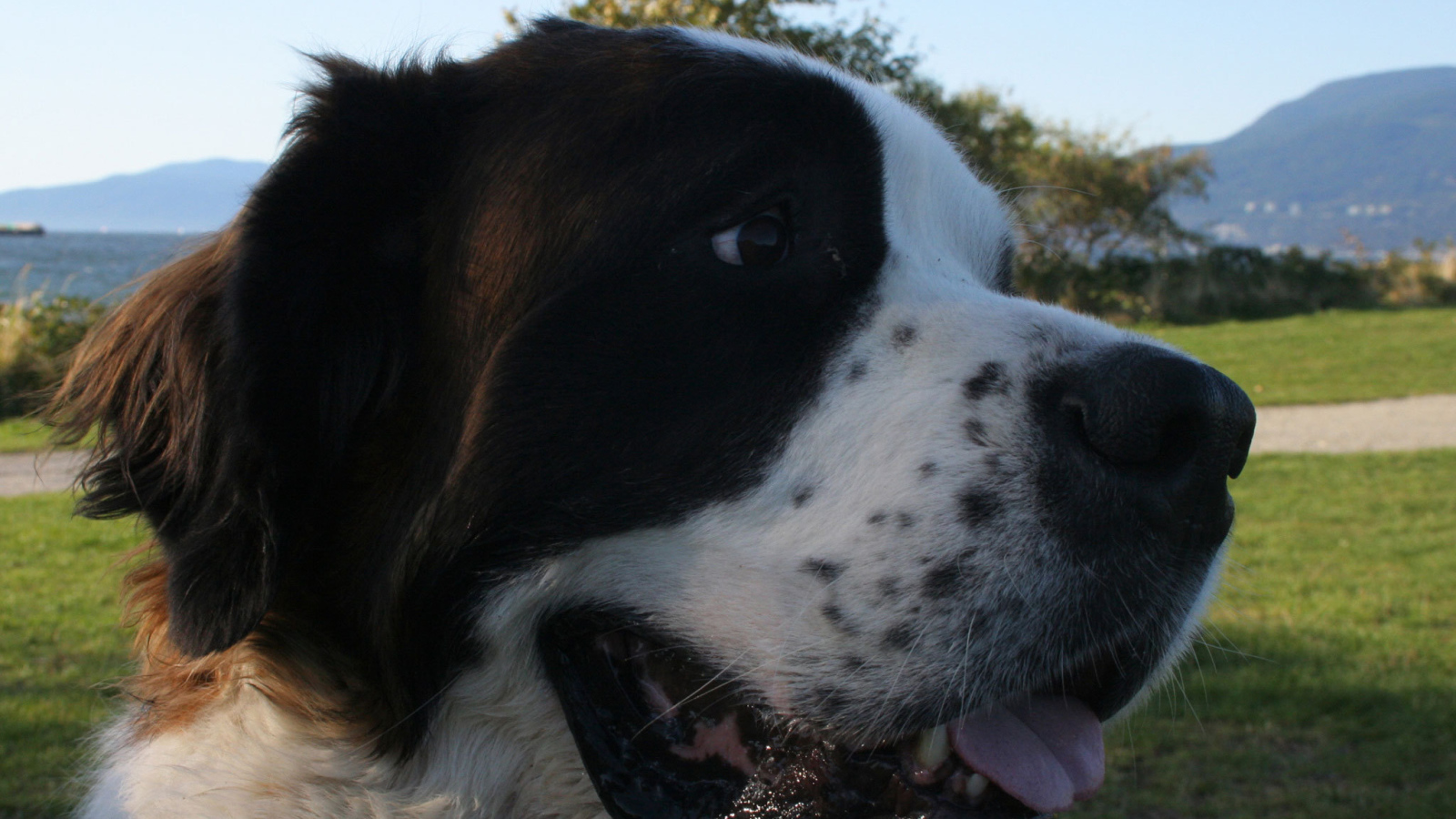 Довольный пес сенбернар