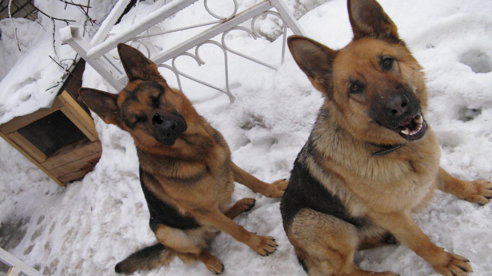 Хорошие охранники немецкие овчарки