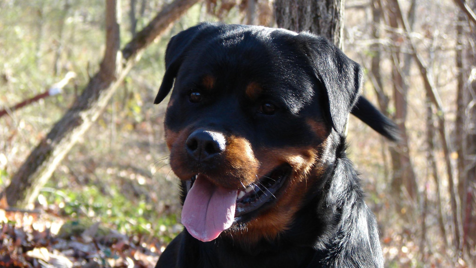 Добрый взгляд ротвейлера