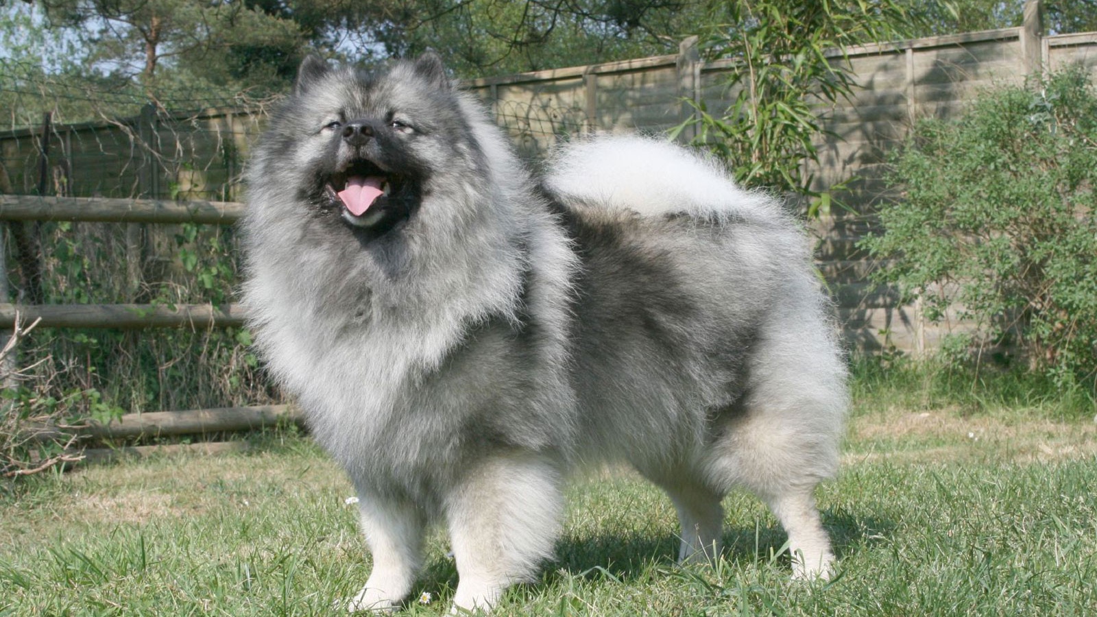 Серый японский шпиц