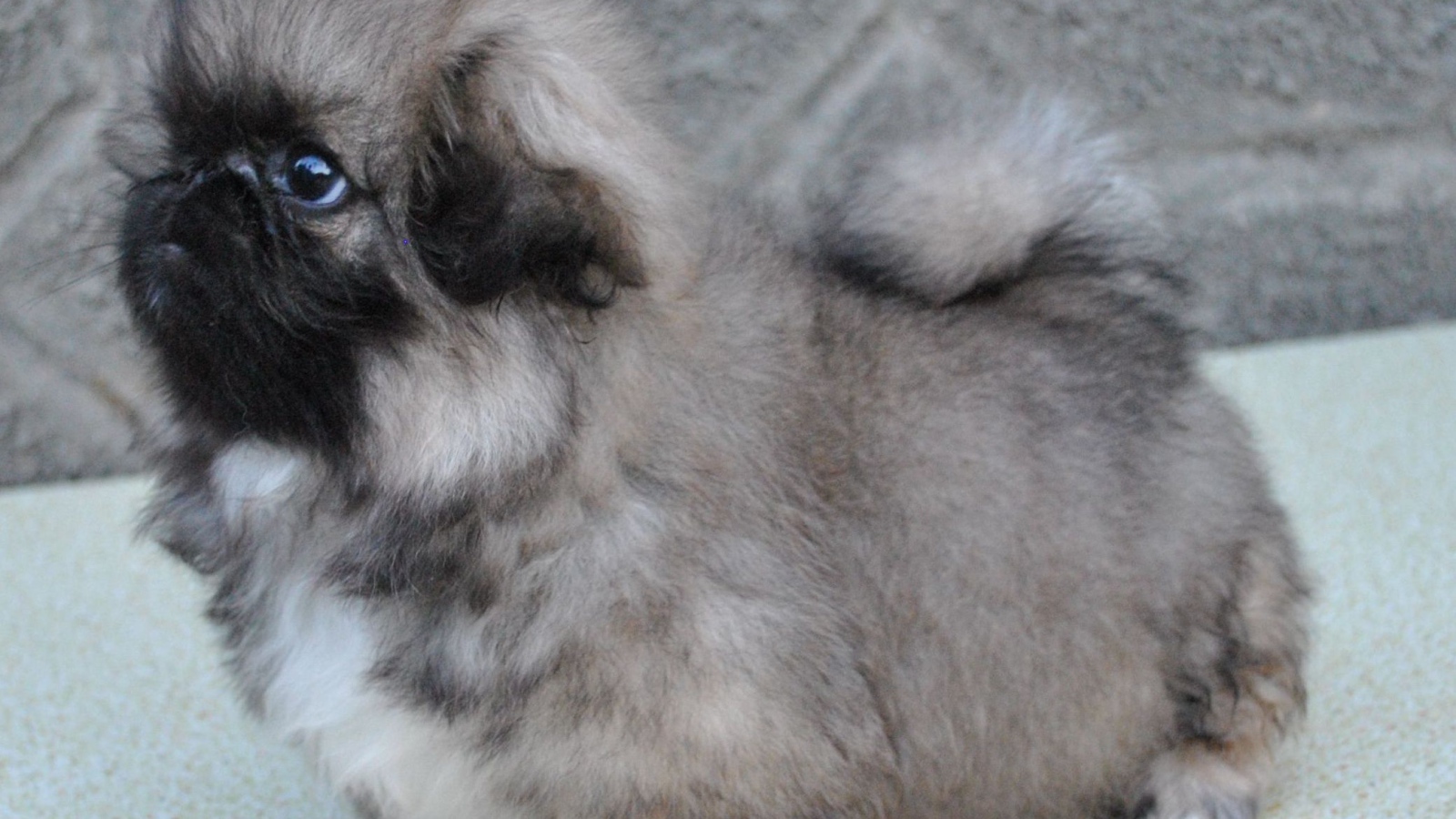Серый маленький пекинес