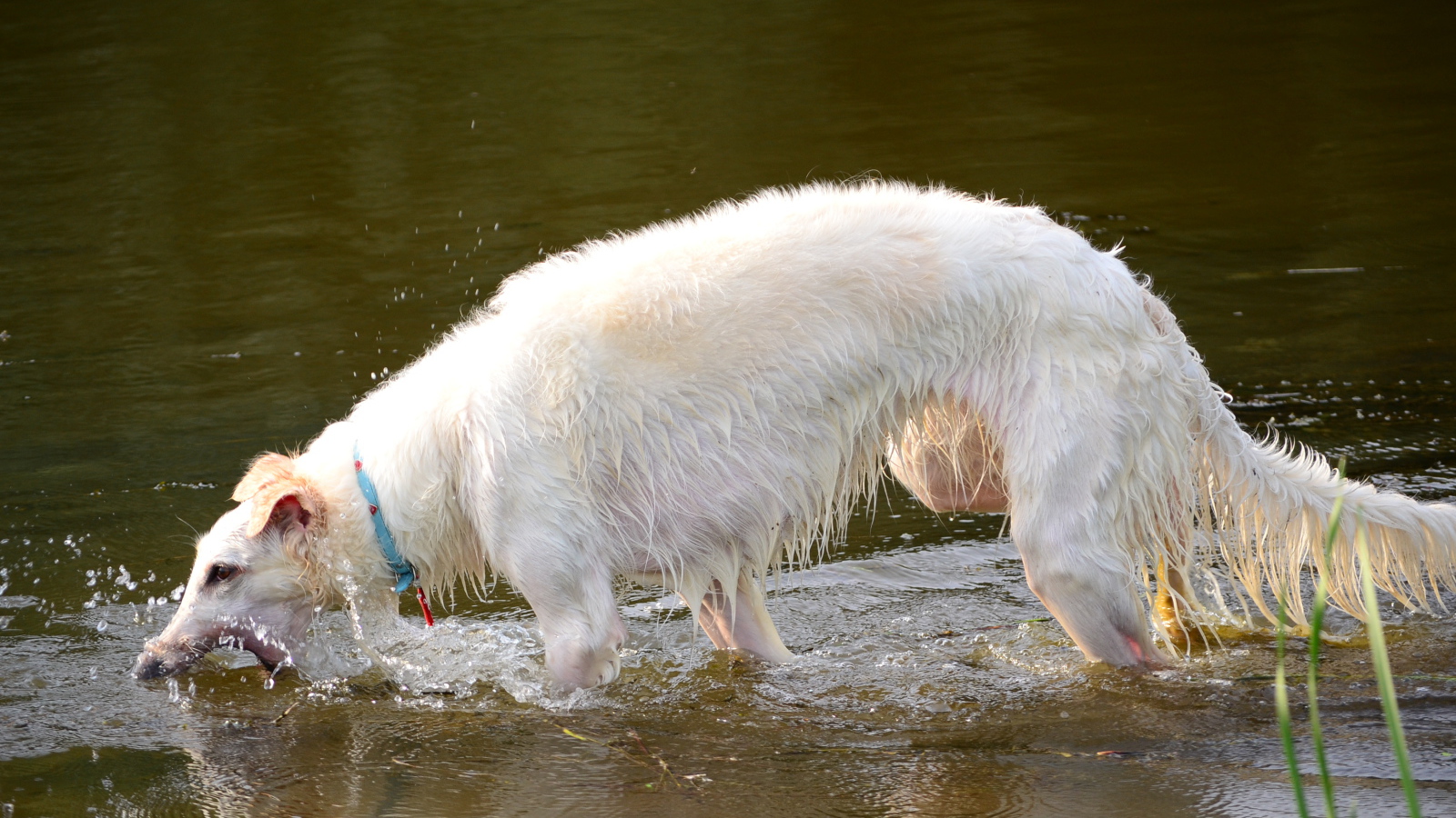 Борзая играет в воде