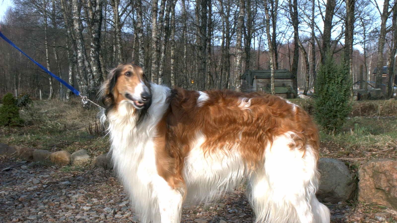 Борзая гуляет на поводке