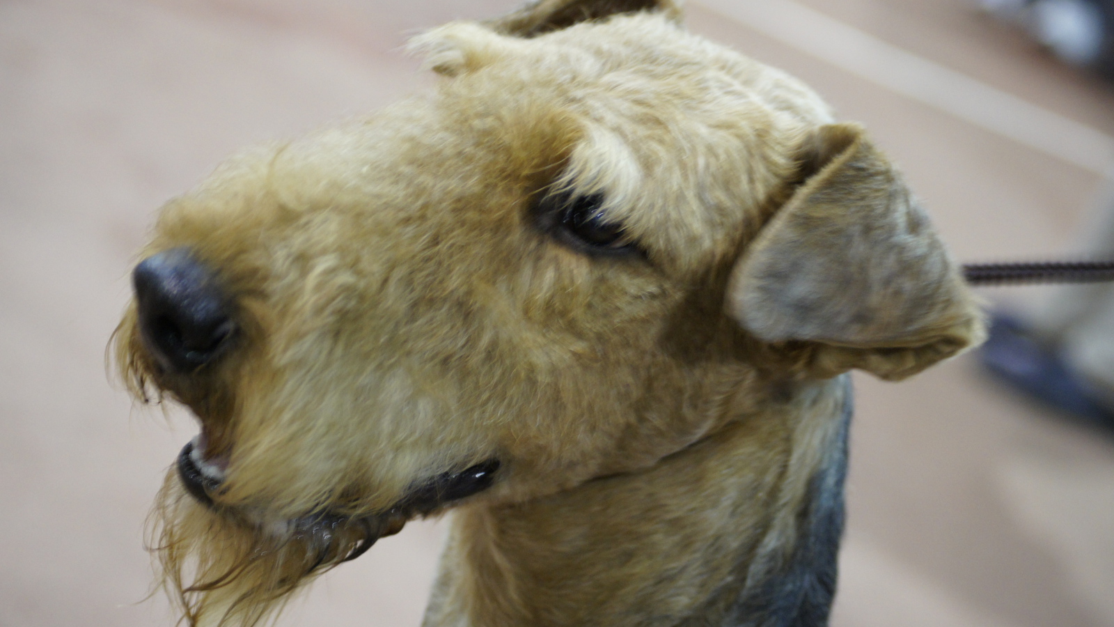 Голова коричневого эрдельтерьера