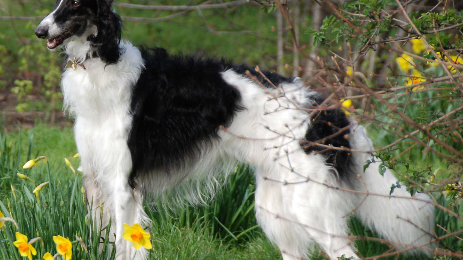 Борзая среди цветов