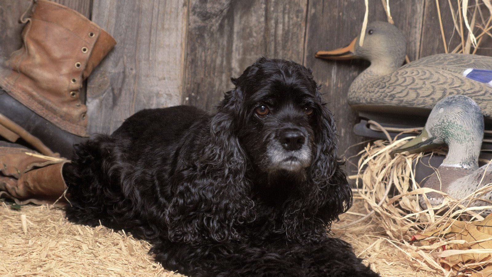 Охотничий спаниель в сарае