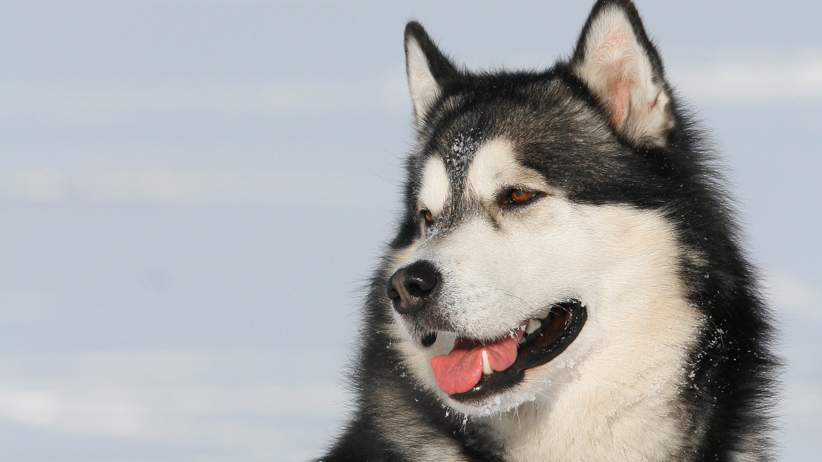 Пес лайка улыбается