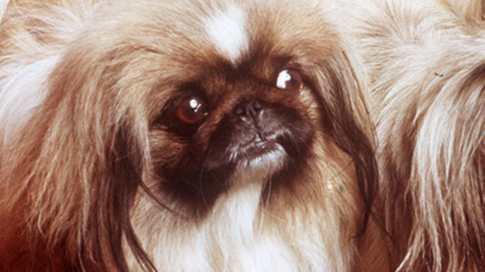 Заинтересованный взгляд пекинеса