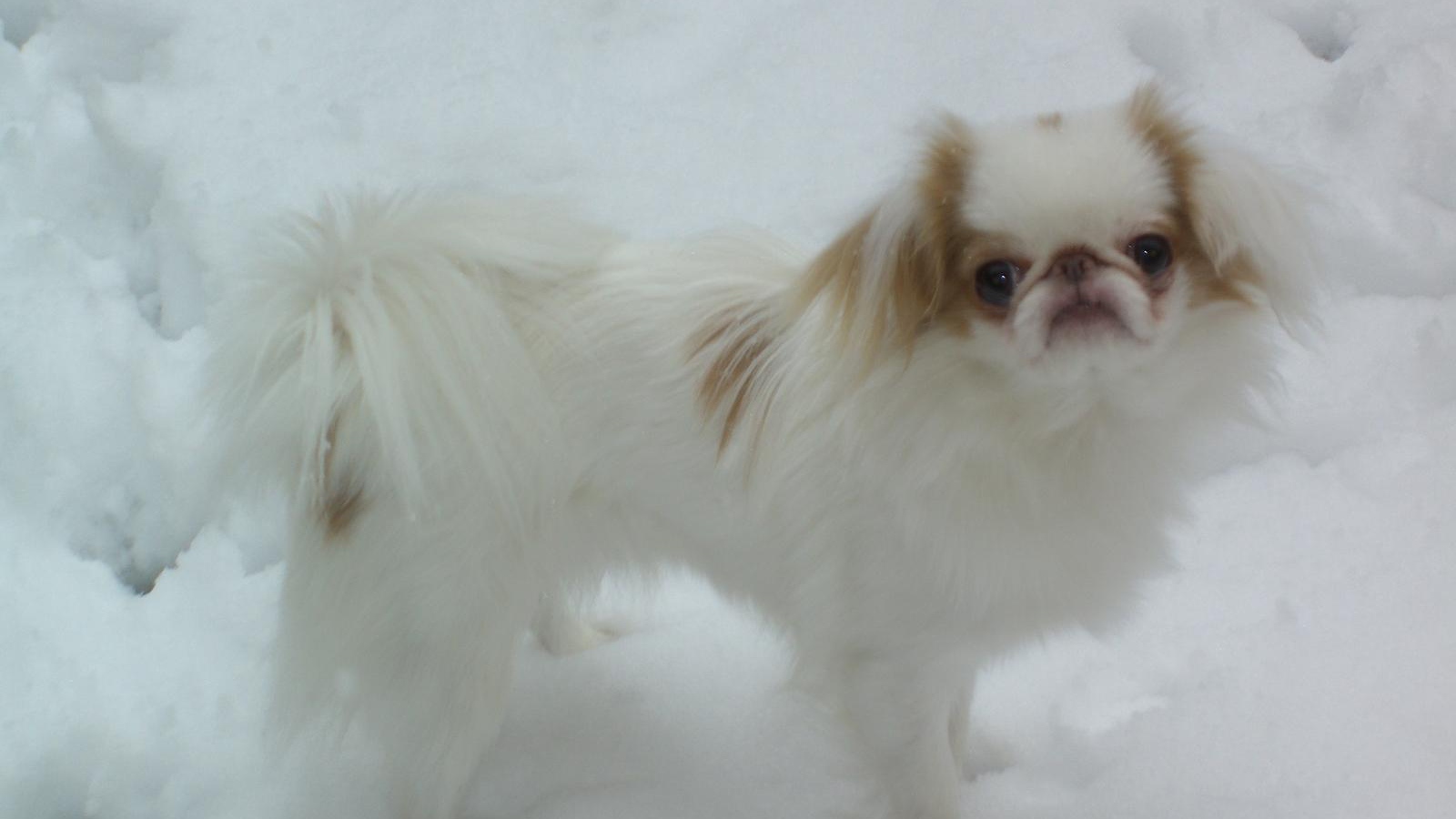 Японский хин на снегу