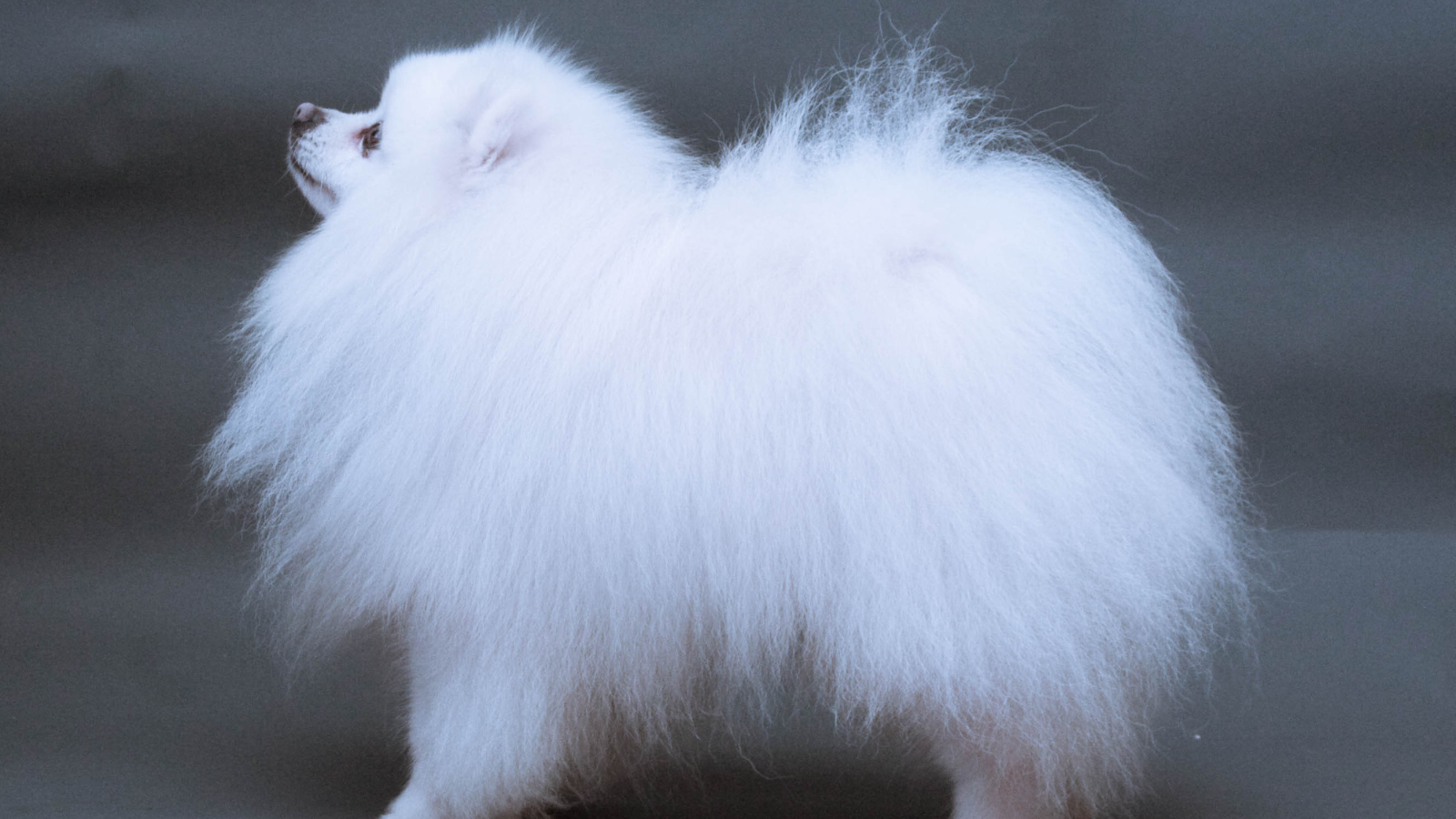 Японский шпиц позирует