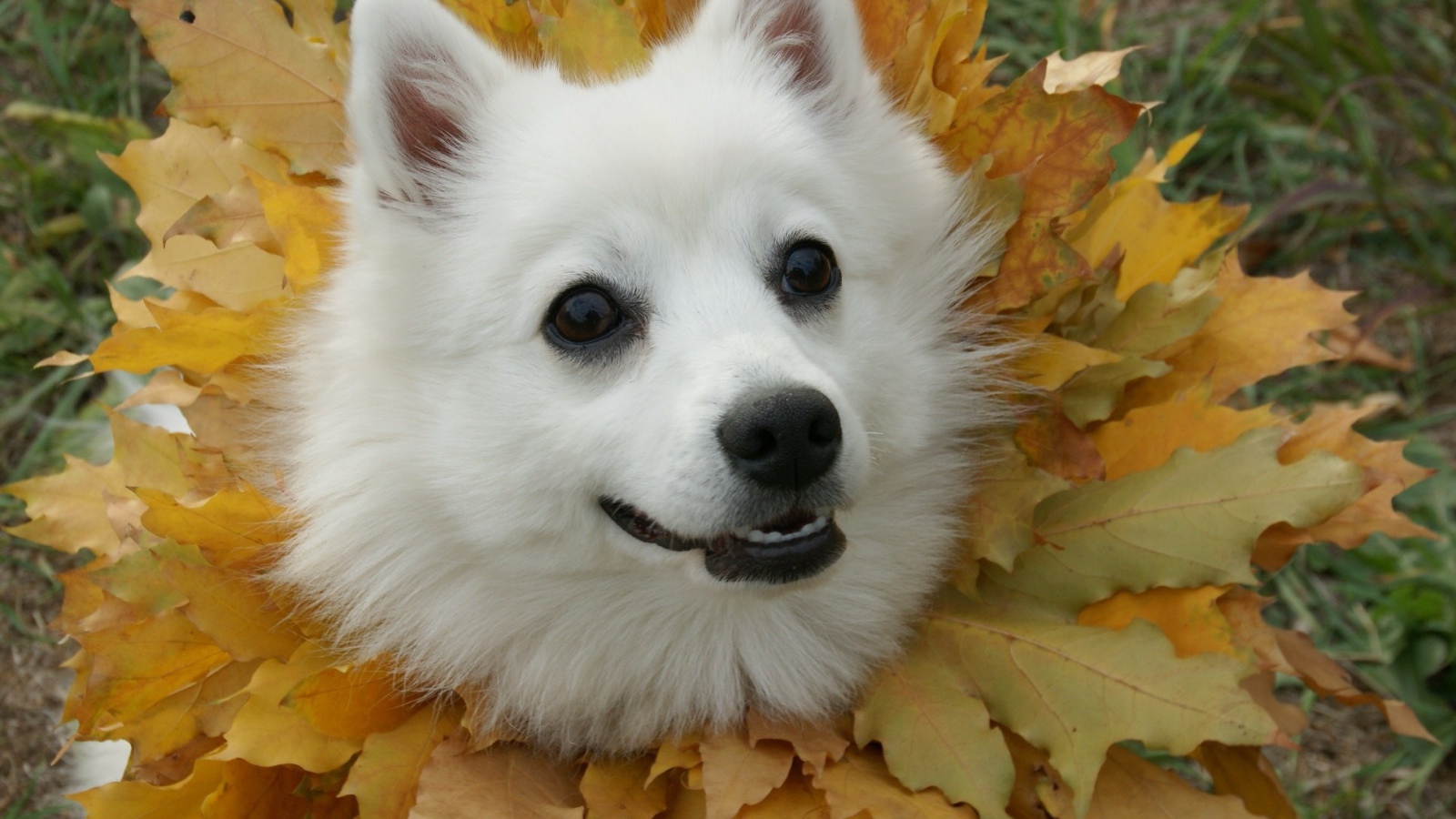 Японский шпиц в осеннем наряде