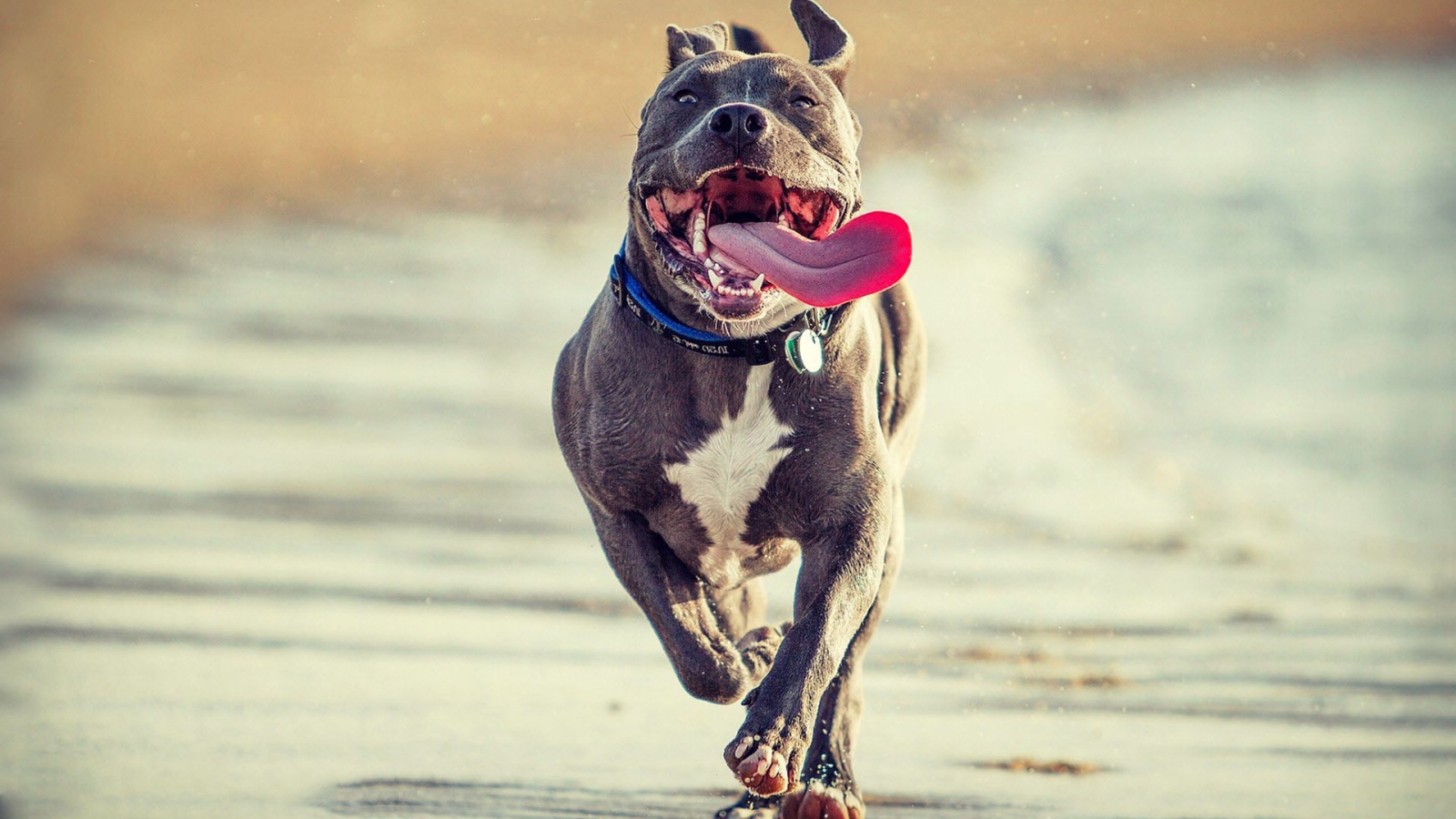 Радостный питбуль бежит