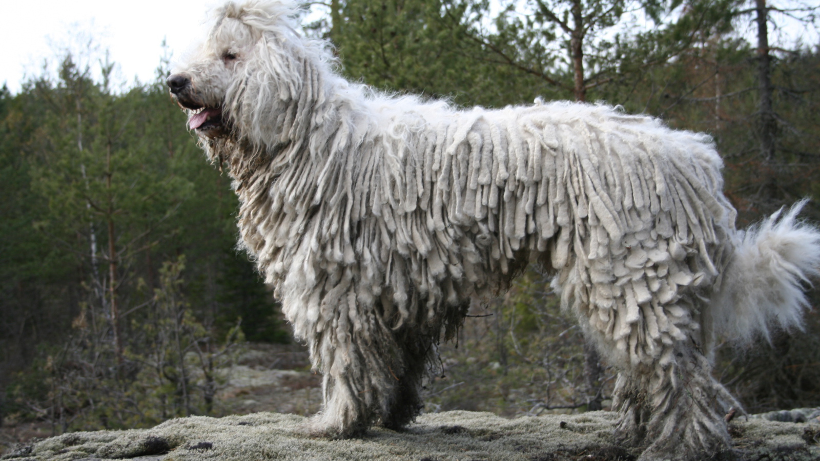 Собака комондор в лесу