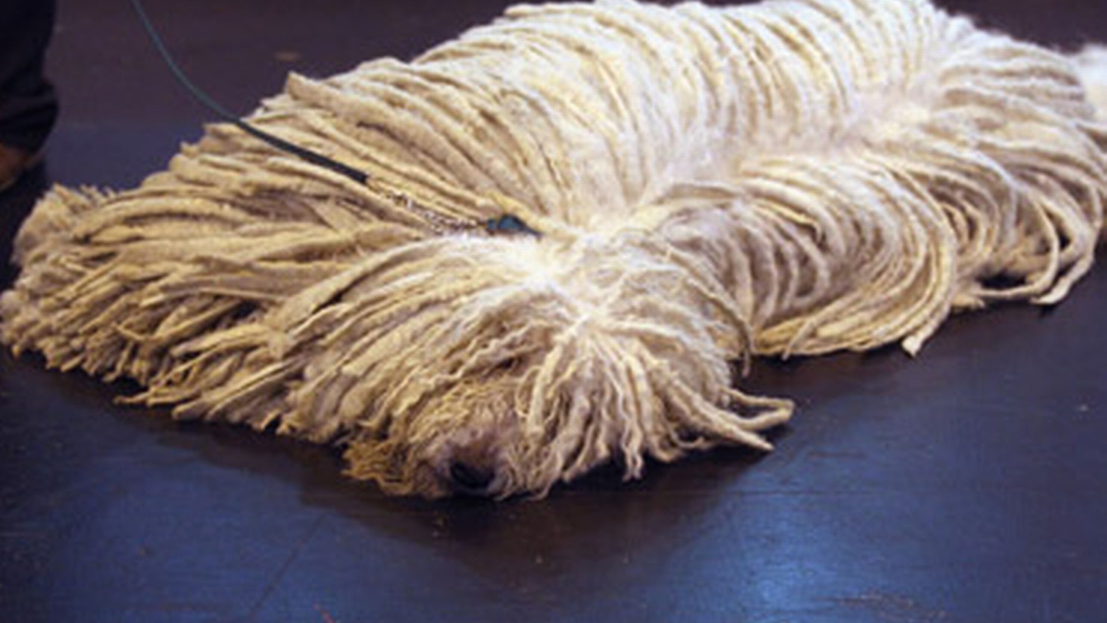 Собака комондор лежит на полу