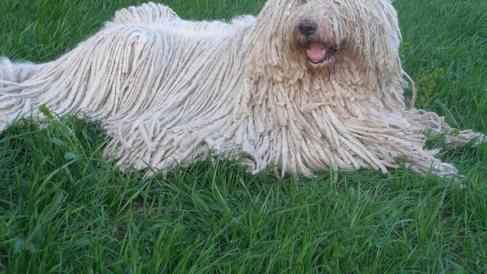 Собака с дредами комондор