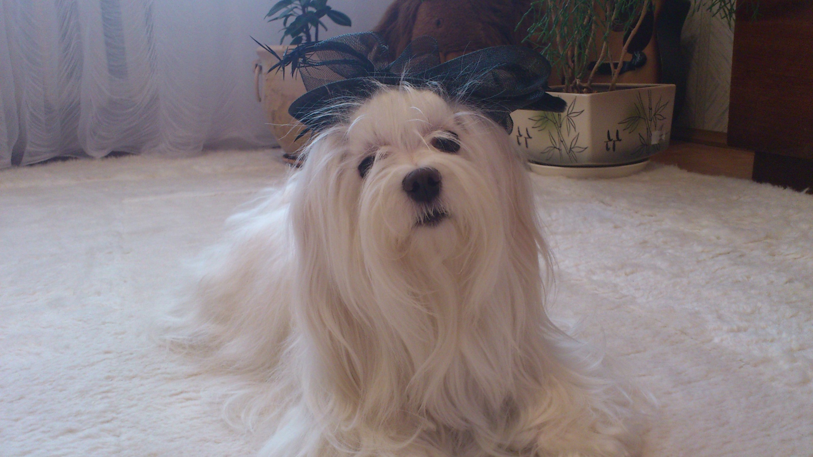 Болонка в квартире