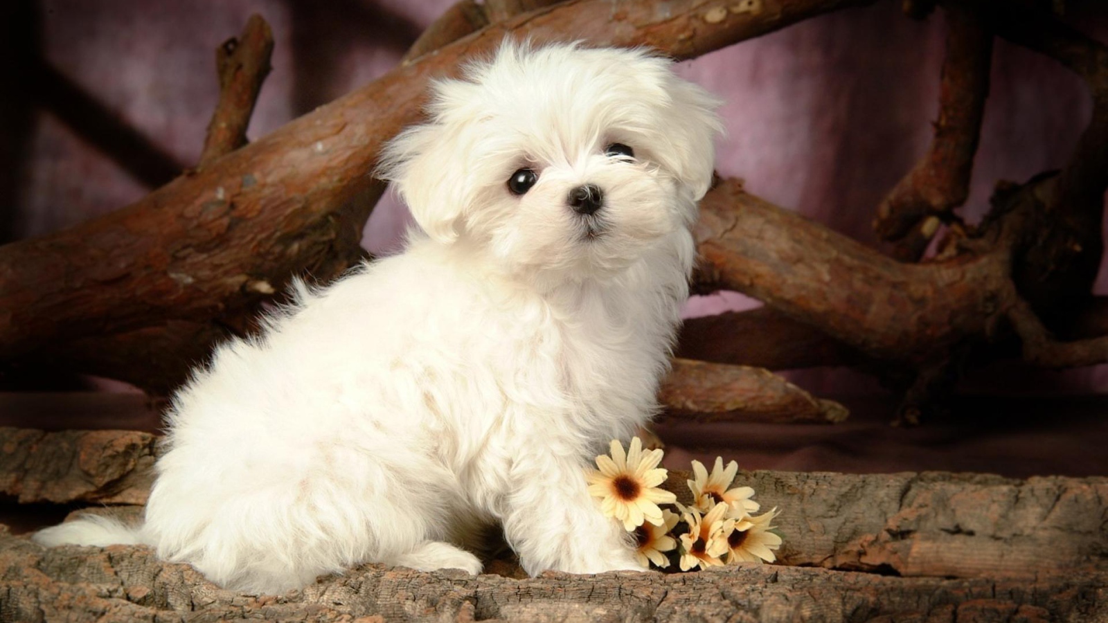 Щенок болонки с цветами