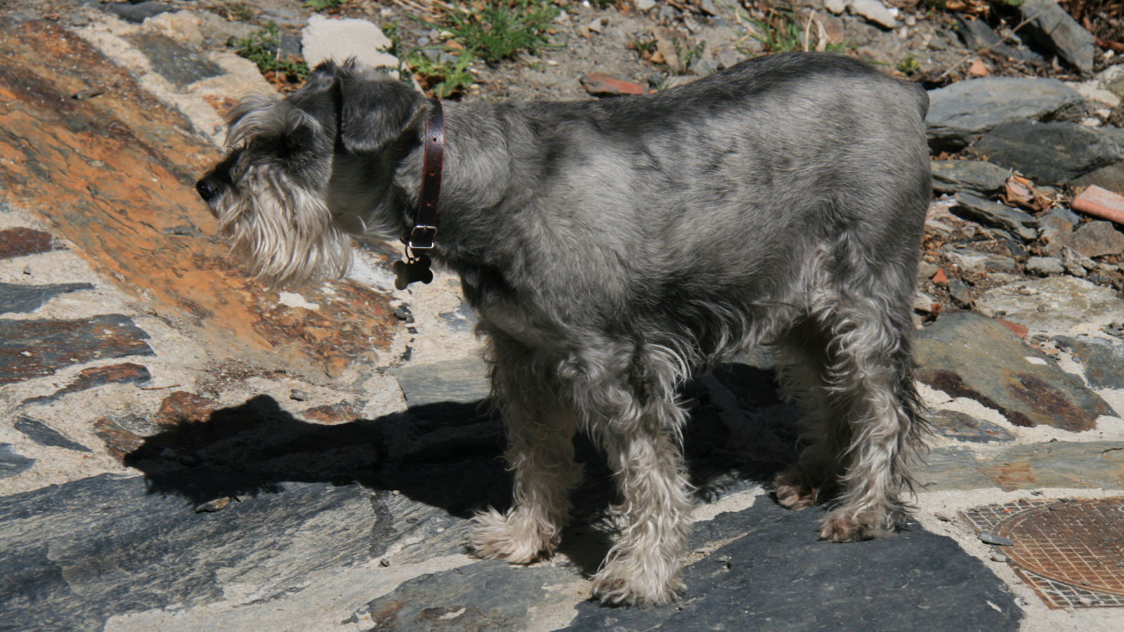 Большой серый шнауцер