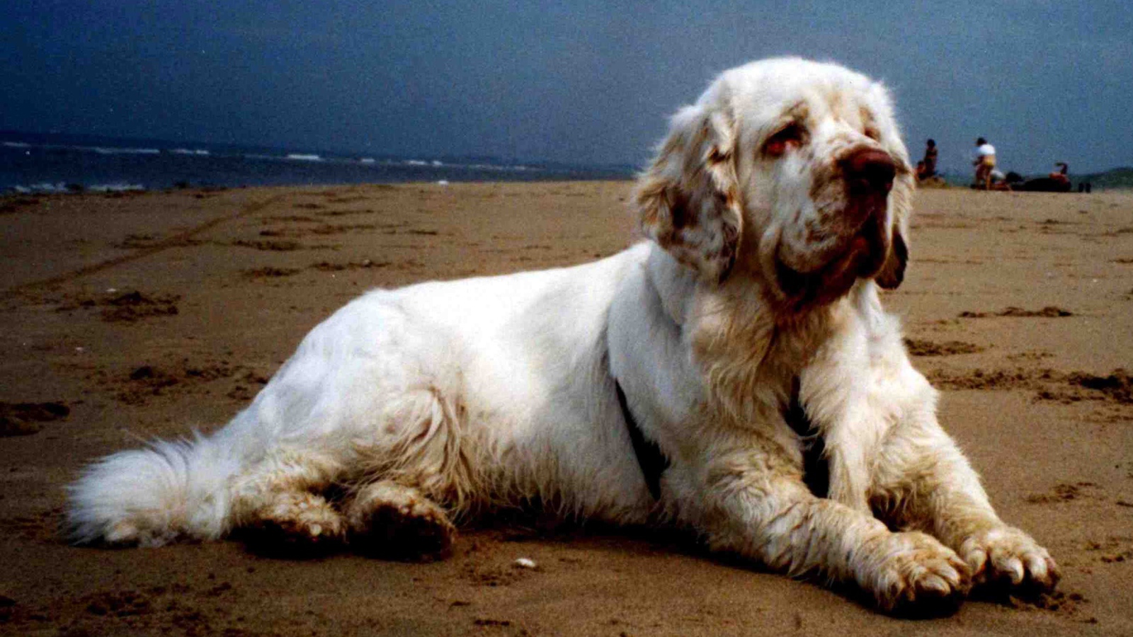 Большой спаниель на пляже