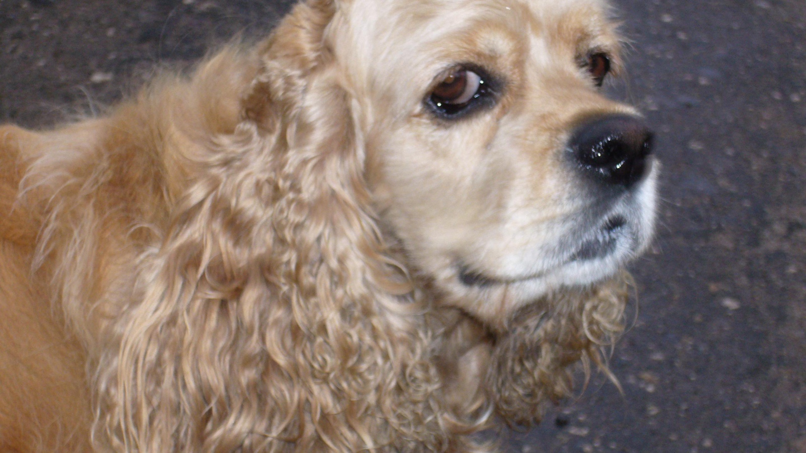 Хитрый взгляд собаки спаниеля