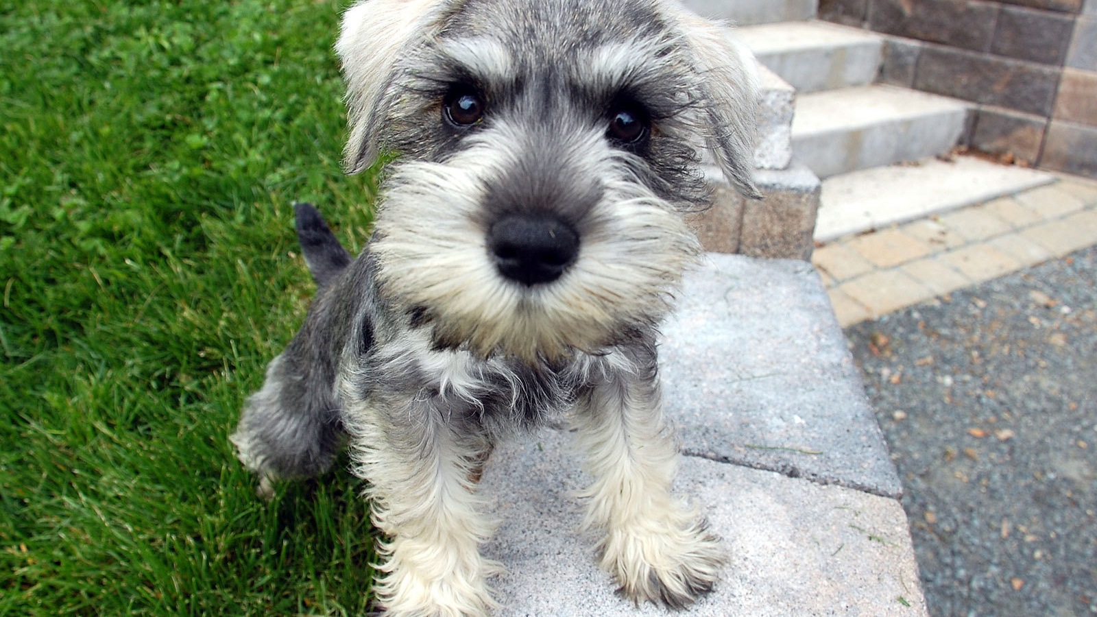 Маленькая собака шнауцер