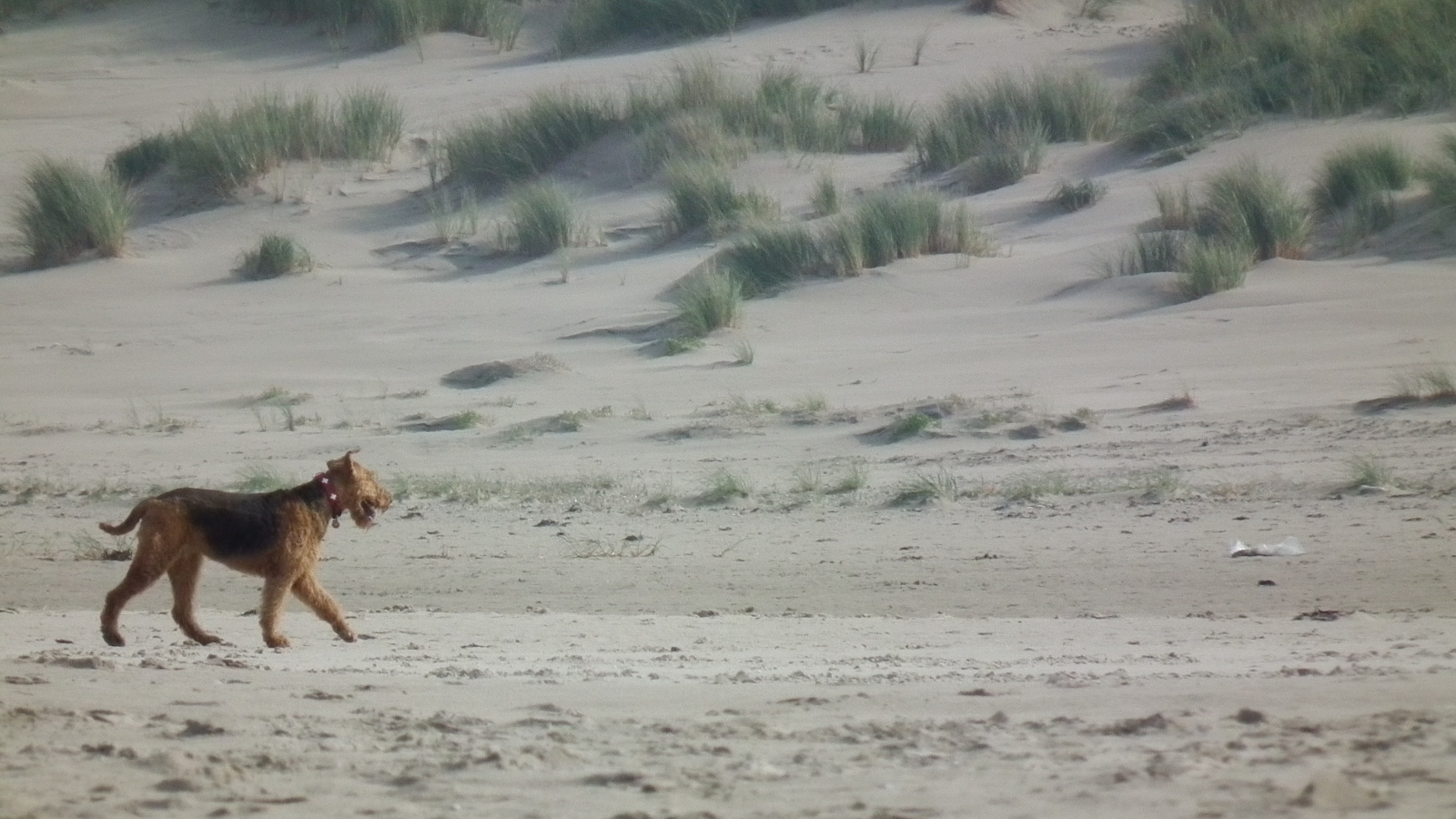 Одинокий эрдельтерьер в пустыне