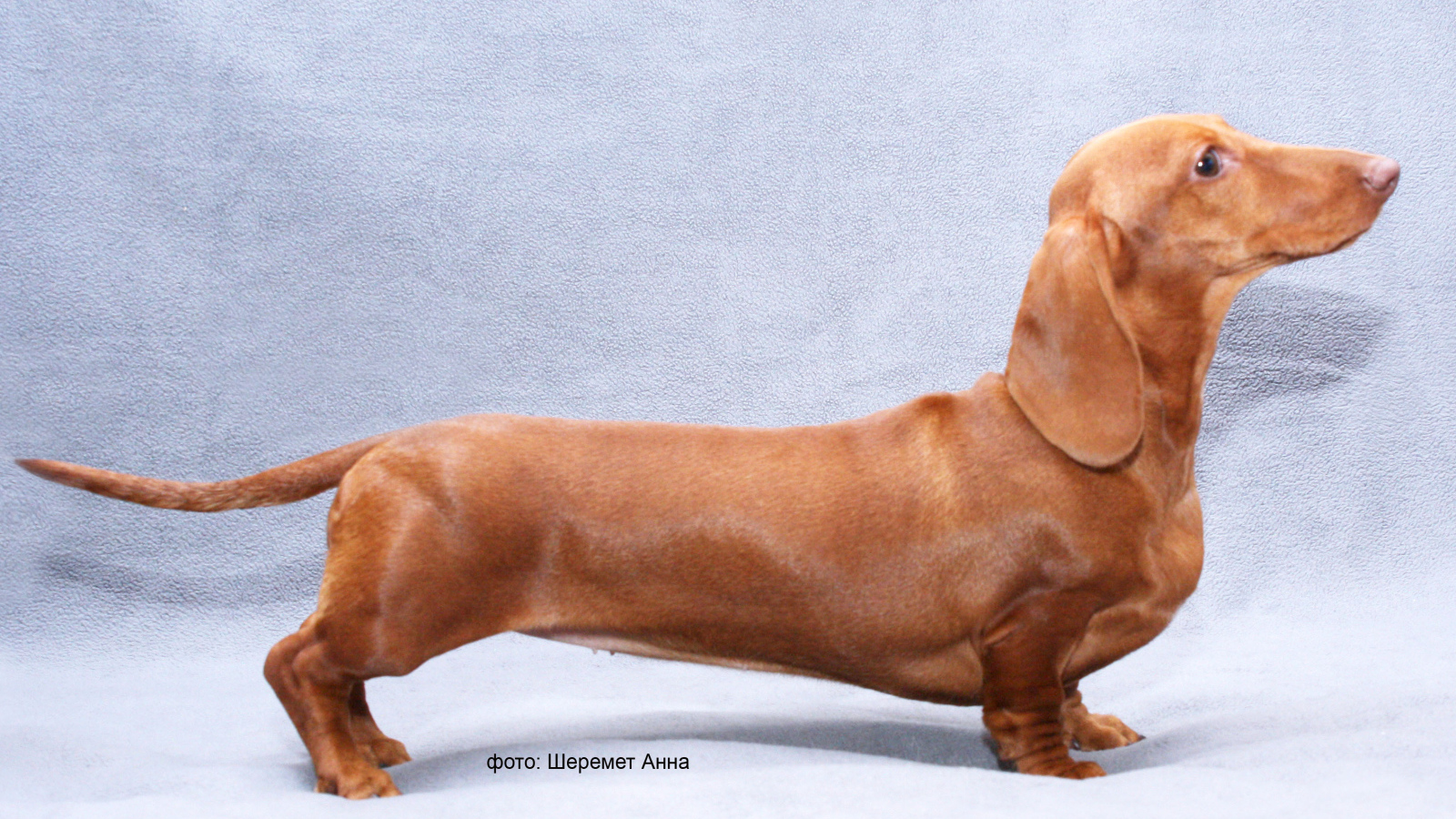 Длинная такса на голубом фоне