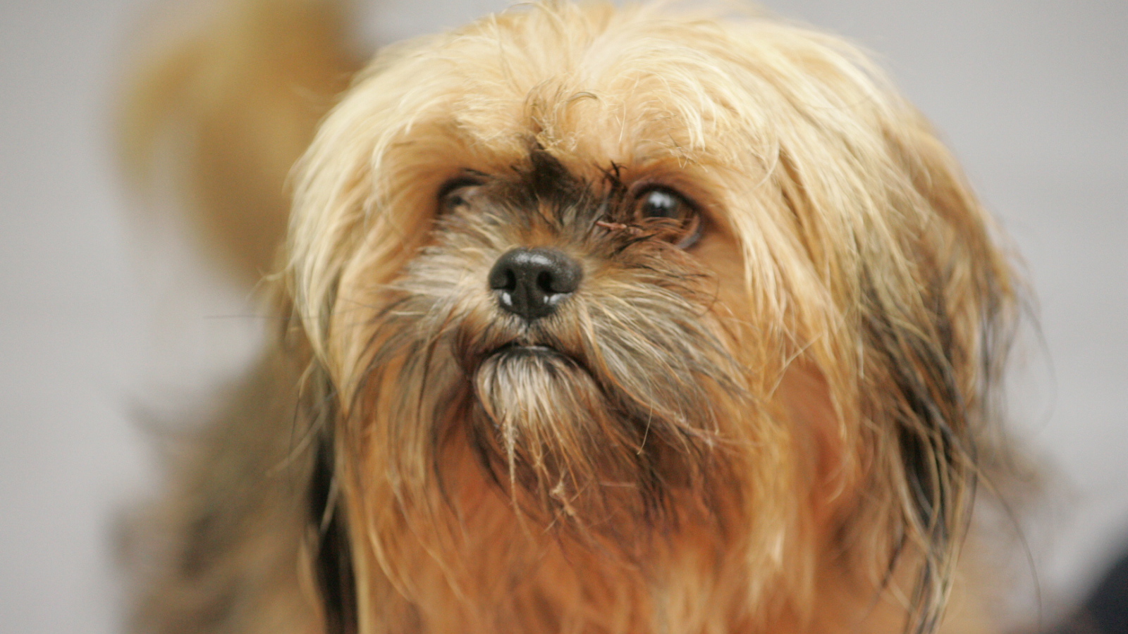 Взгляд милашки пекинеса