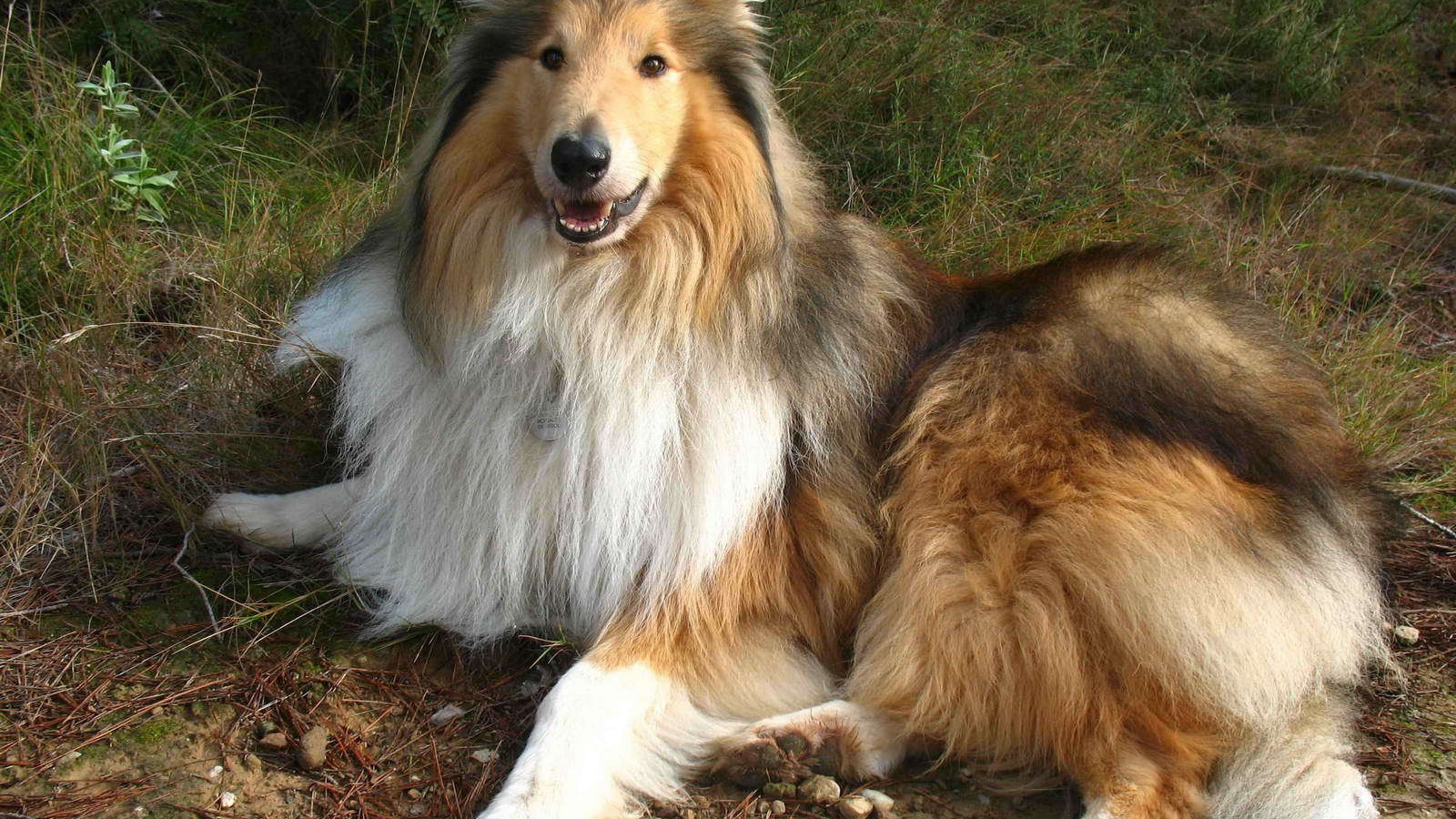 Роскошная собака колли