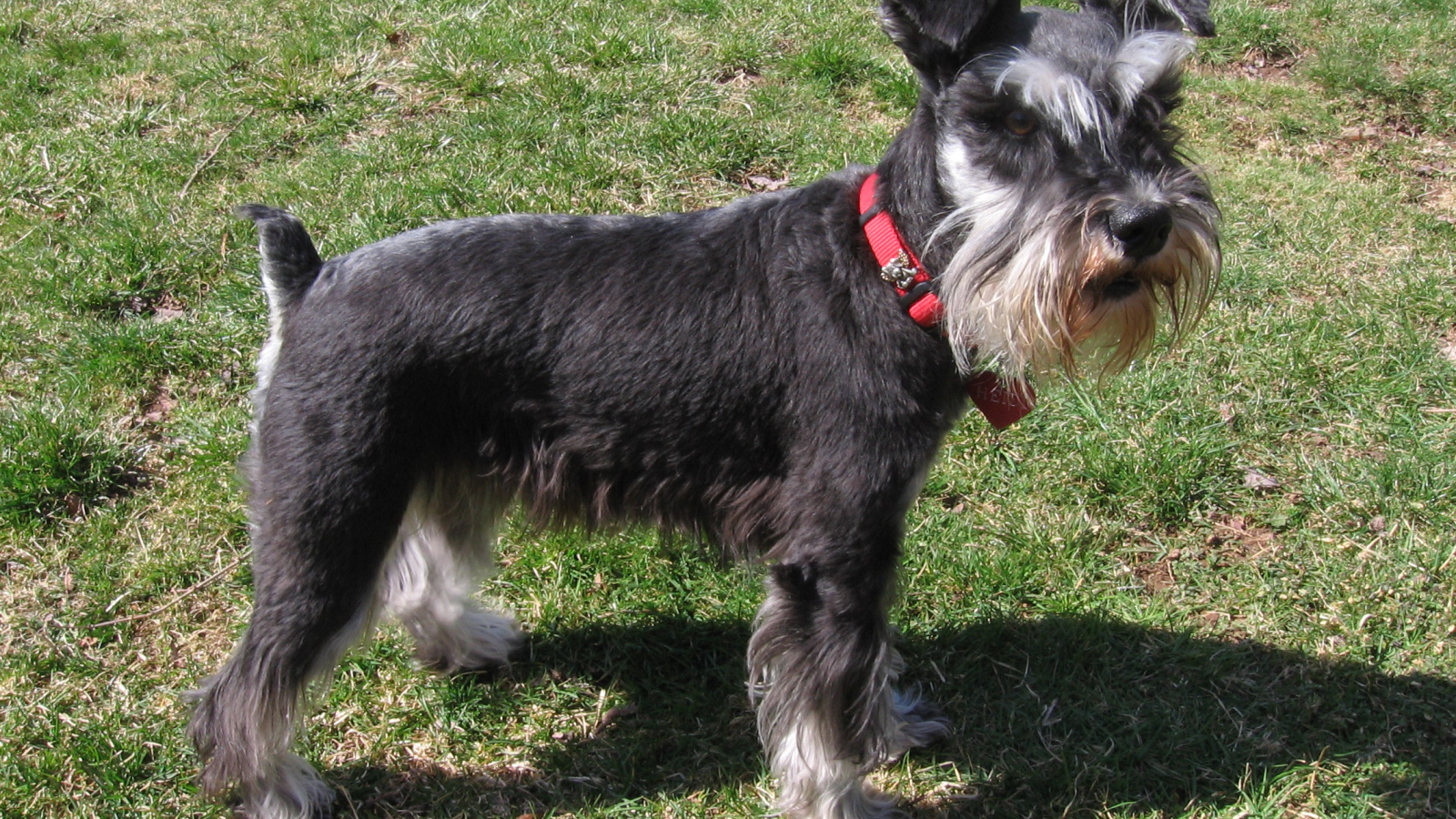 Миниатюрный шнауцер в красном ошейнике