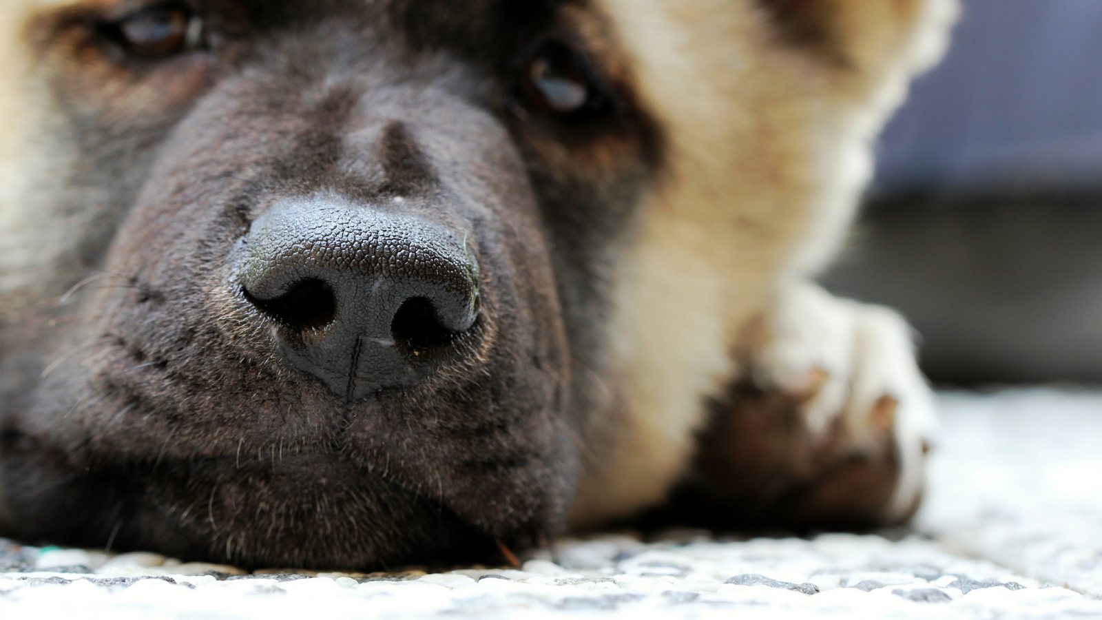 Мордочка американской акиты