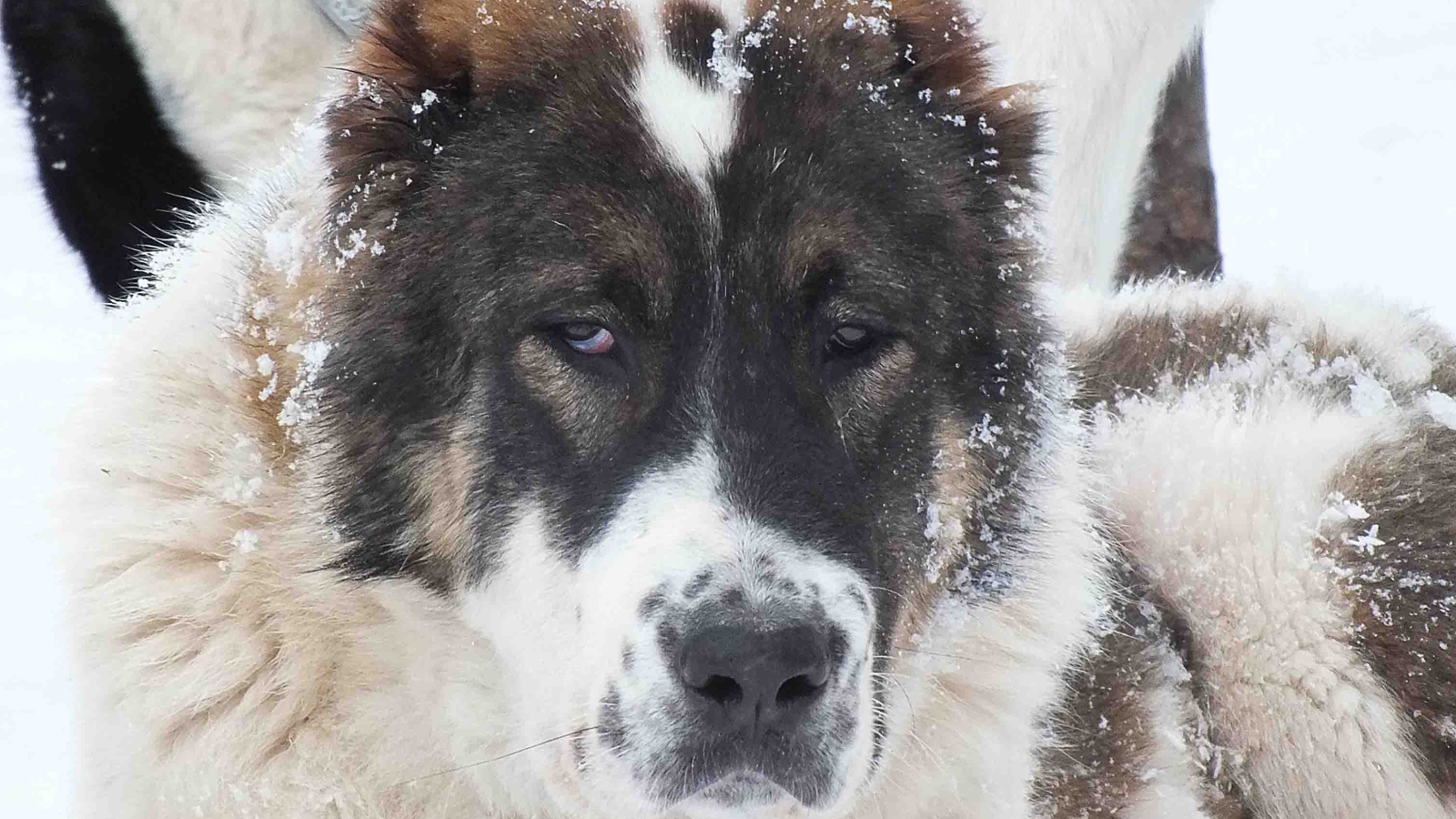 Морда алабая в снегу