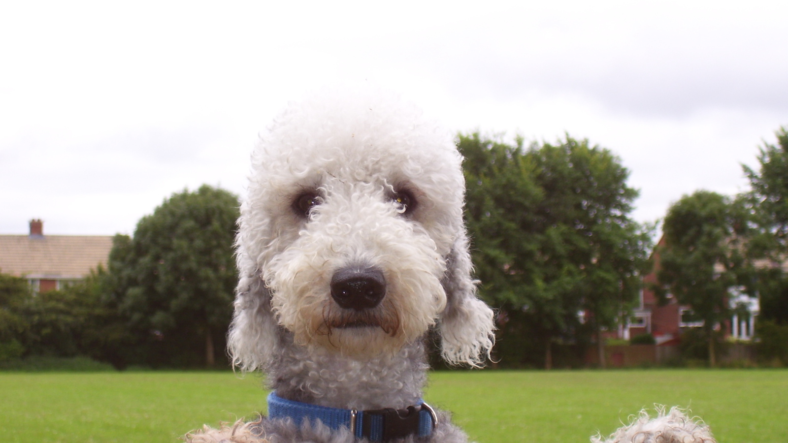 Мордашка собаки бедлингтон терьер