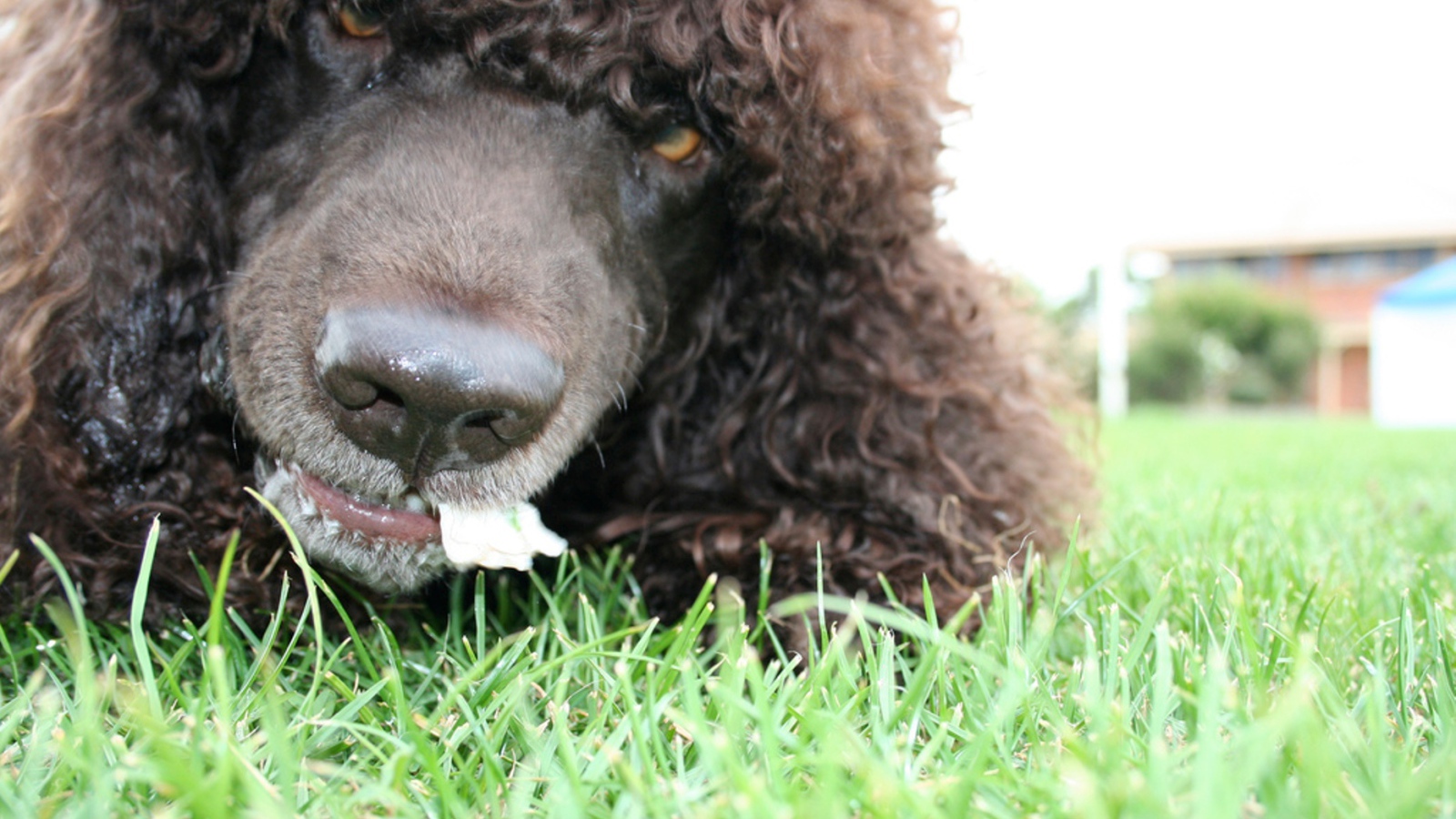Морда собаки ирландский водяной спаниель