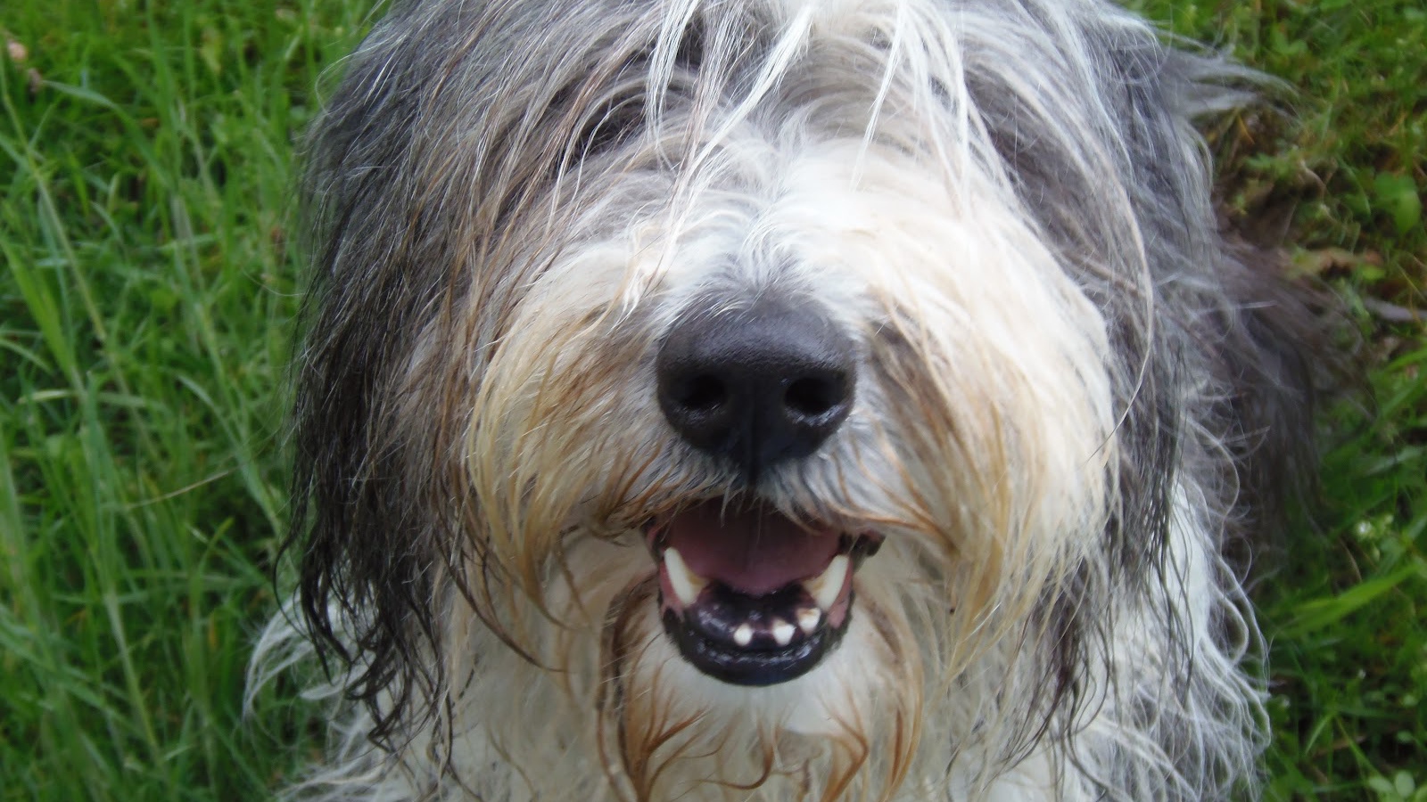 Мордашка собаки породы бобтейл