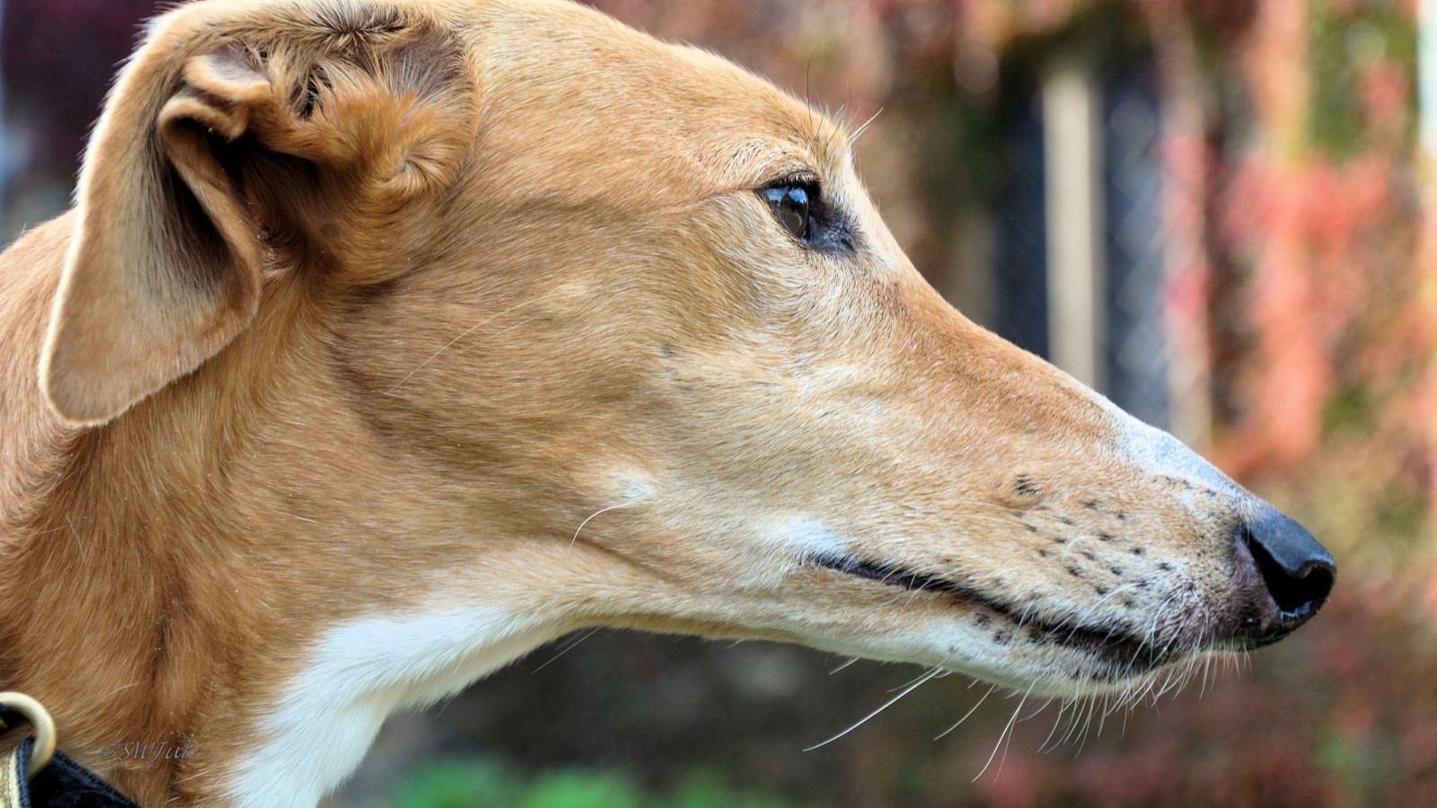 Мордочка собаки породы салюки