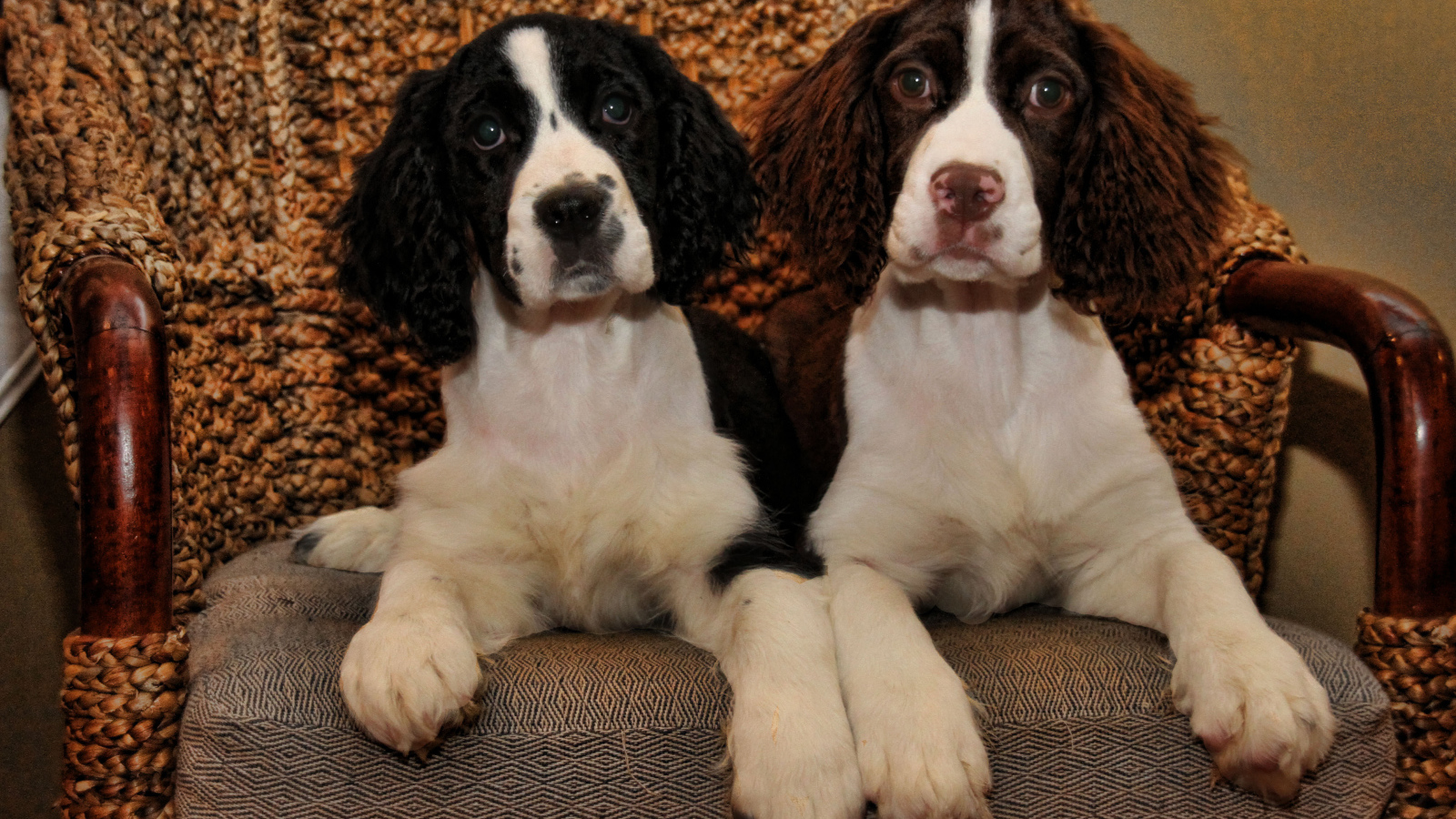 Благородные собаки английский спрингер спаниель