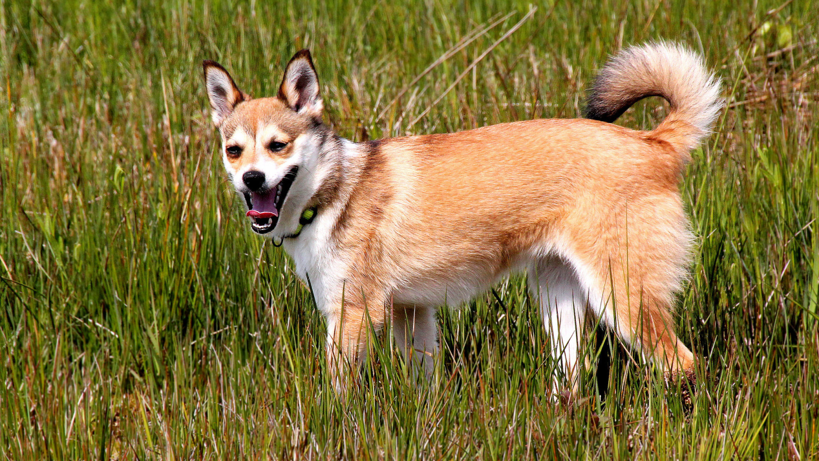 Норвежский лундехунд в траве