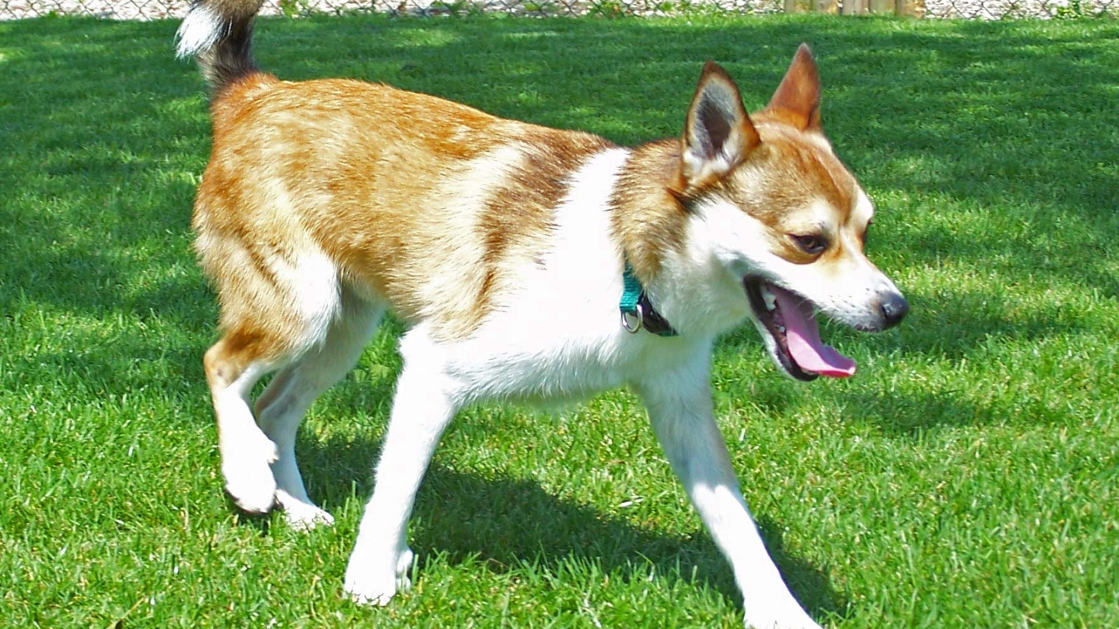 Норвежский лундехунд на газоне