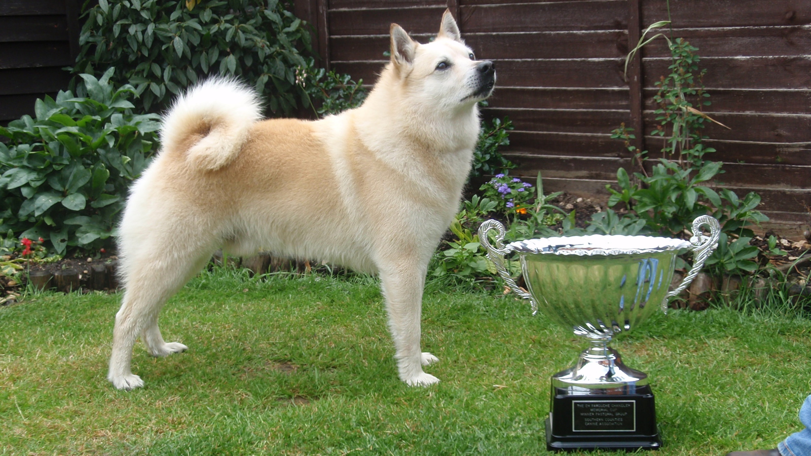 Норвежский лундехунд с наградой