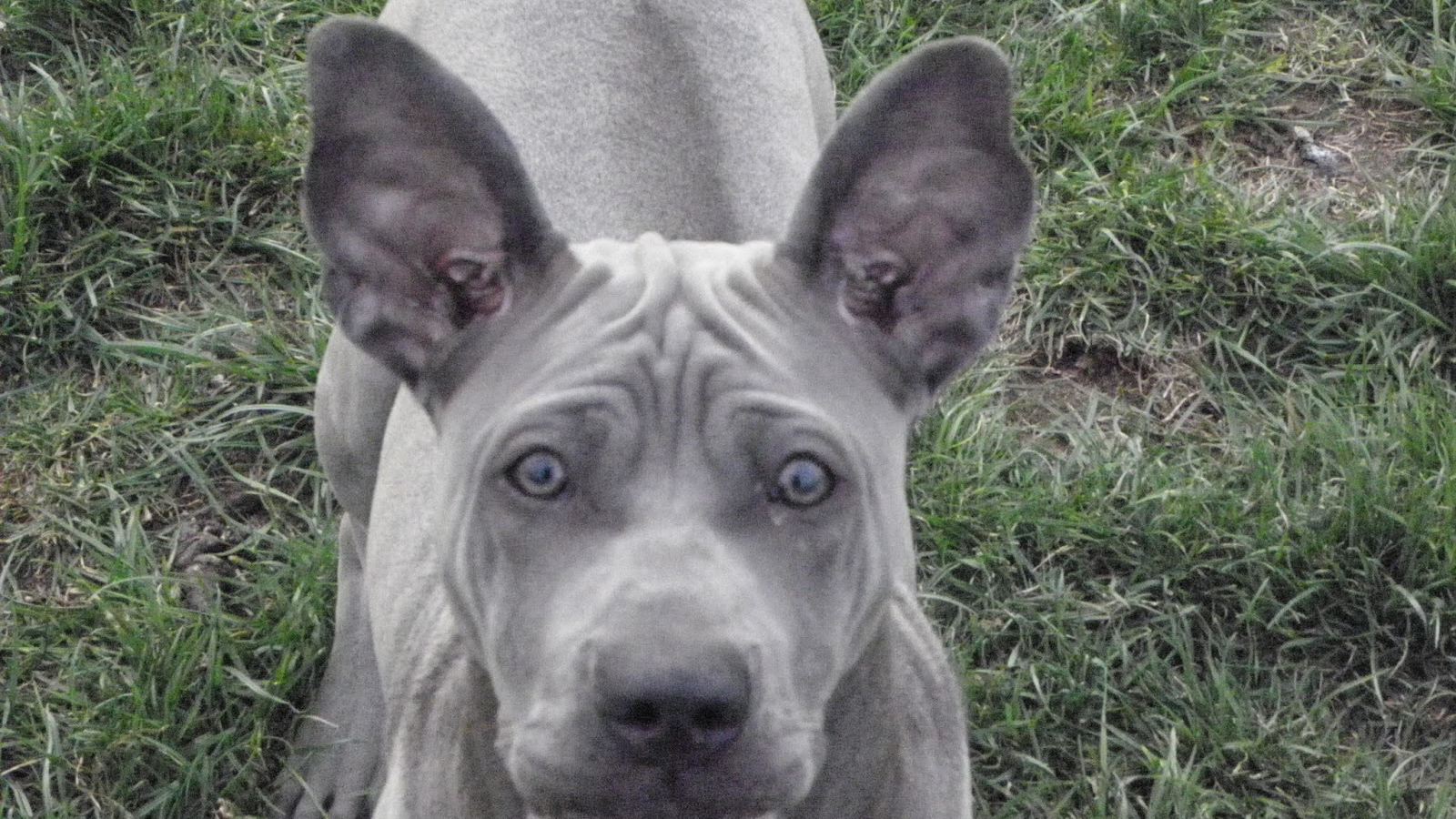 Ах этот взгляд тайского риджбека