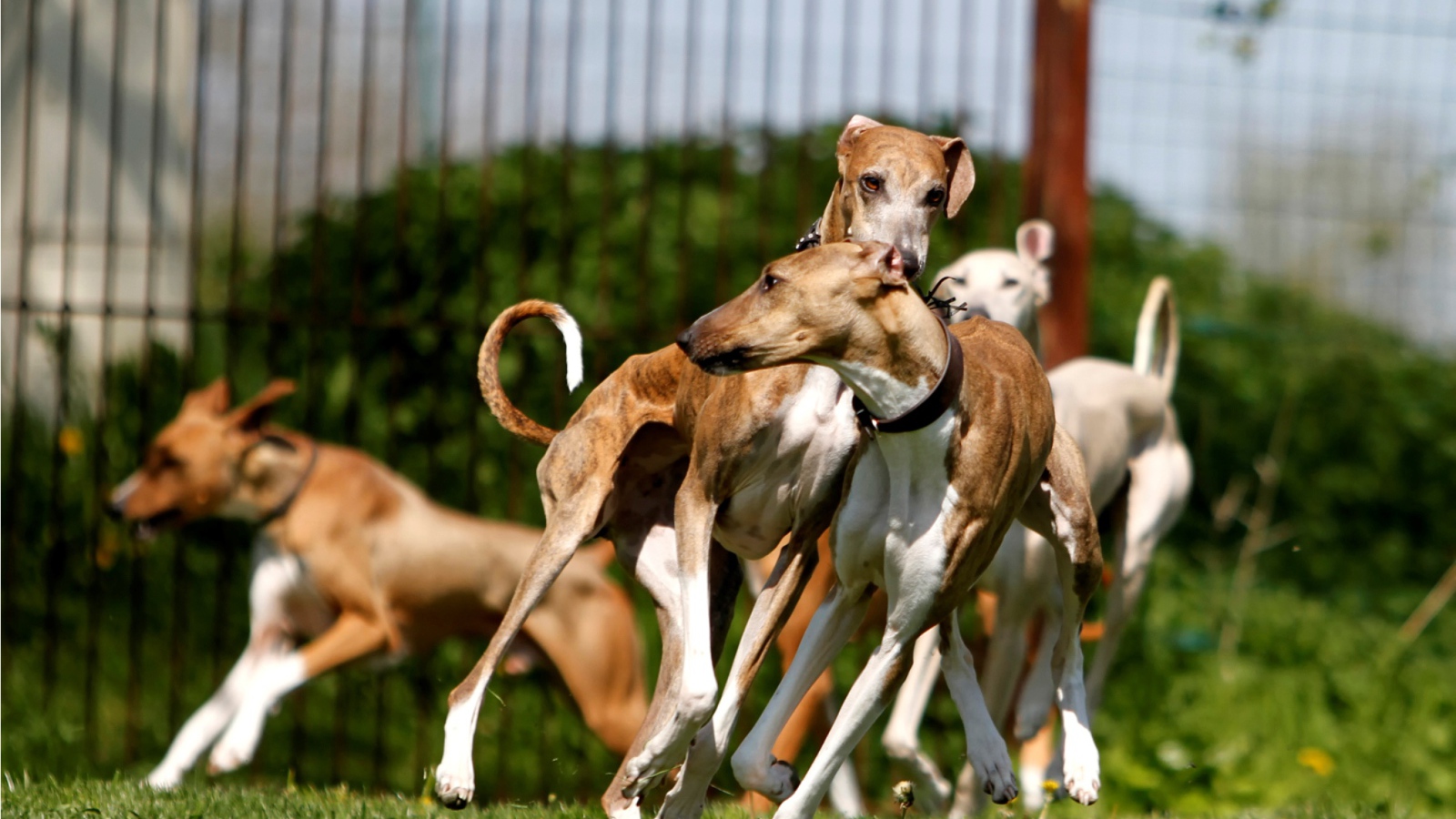 Стая собак азавак