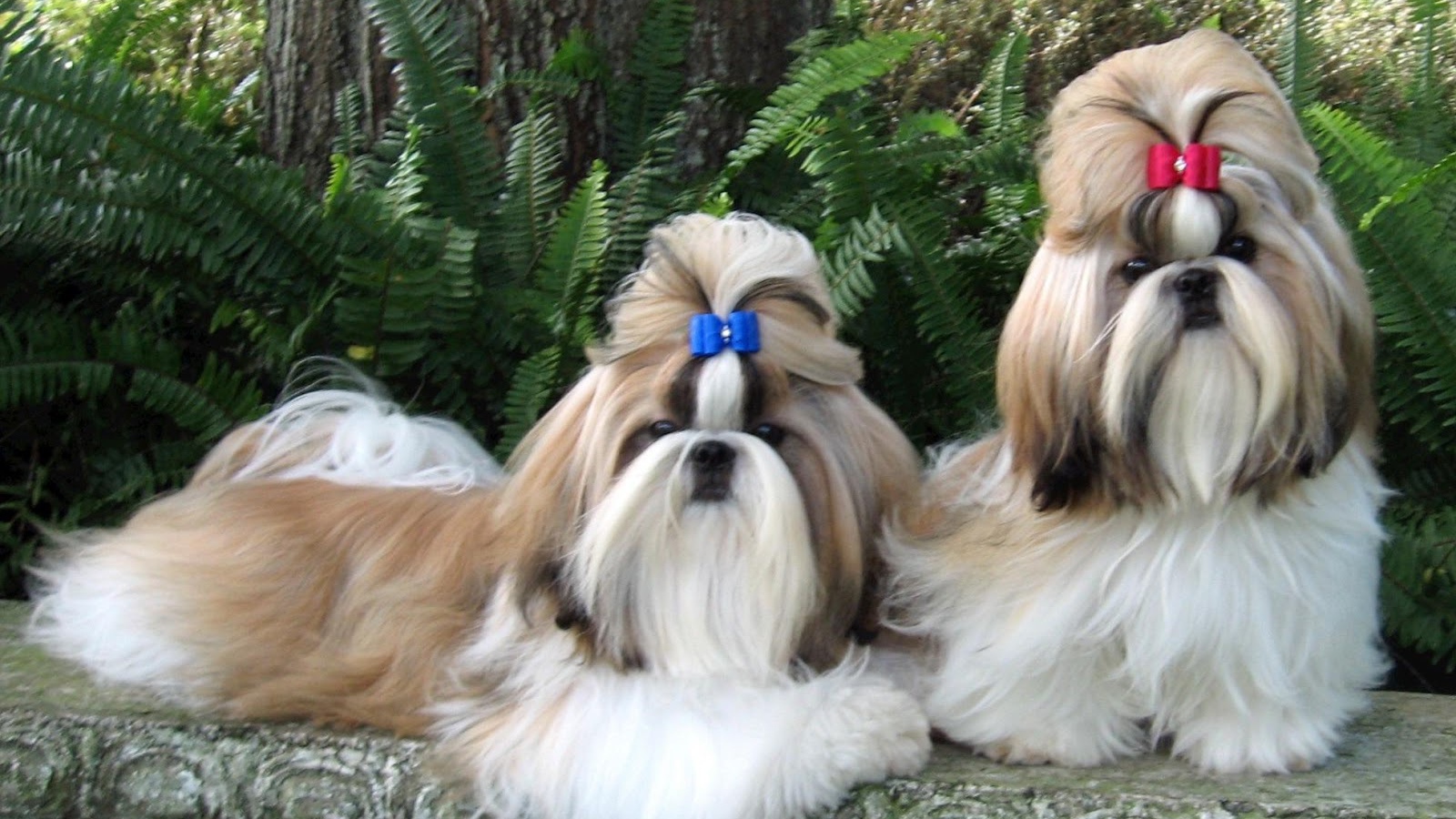 Пара ухоженных шитцу