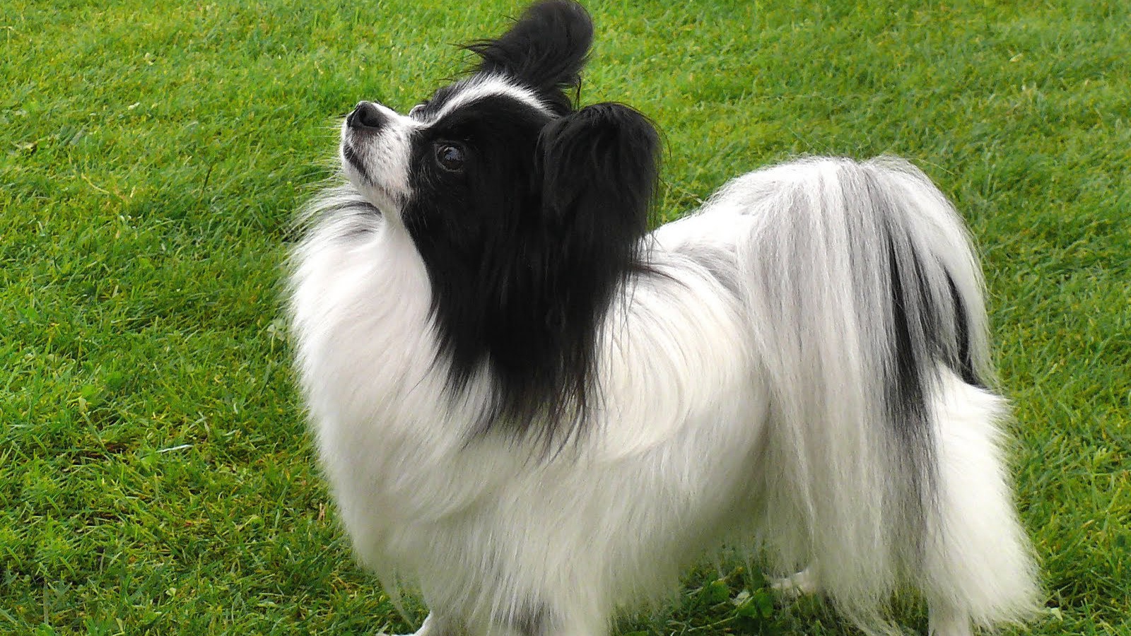 Папильон смотрит вверх